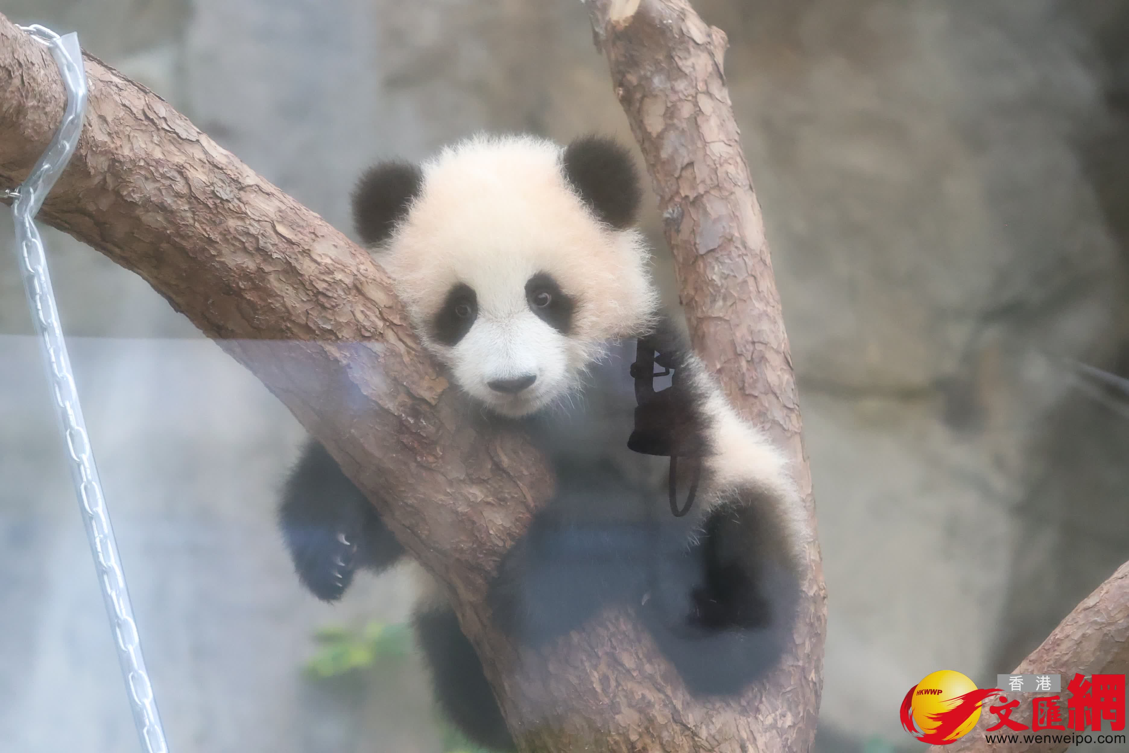 海洋公園初生熊貓首次見面。（香港文匯報記者萬霜靈 攝）