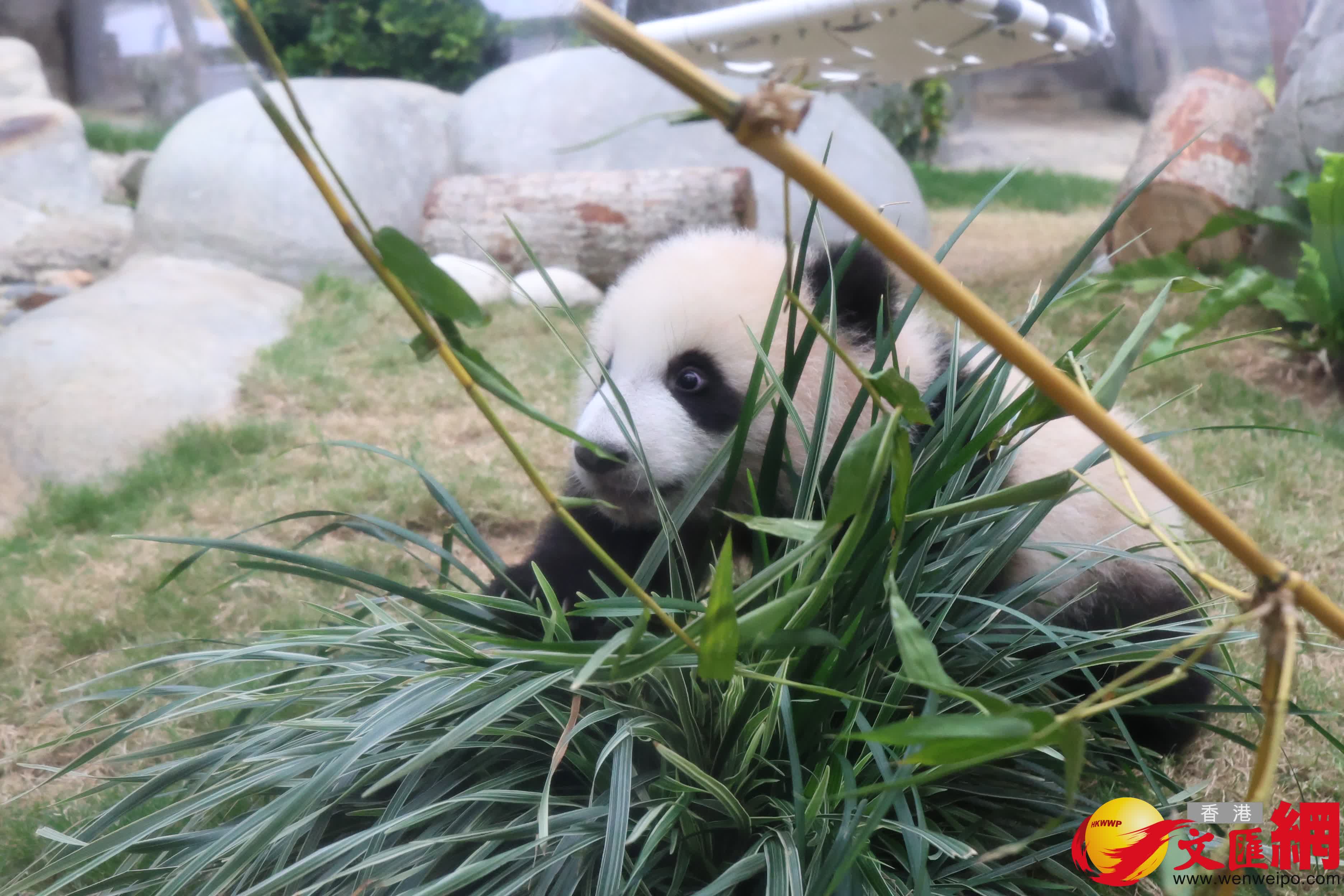 海洋公園初生熊貓首次見面。（香港文匯報記者萬霜靈 攝）