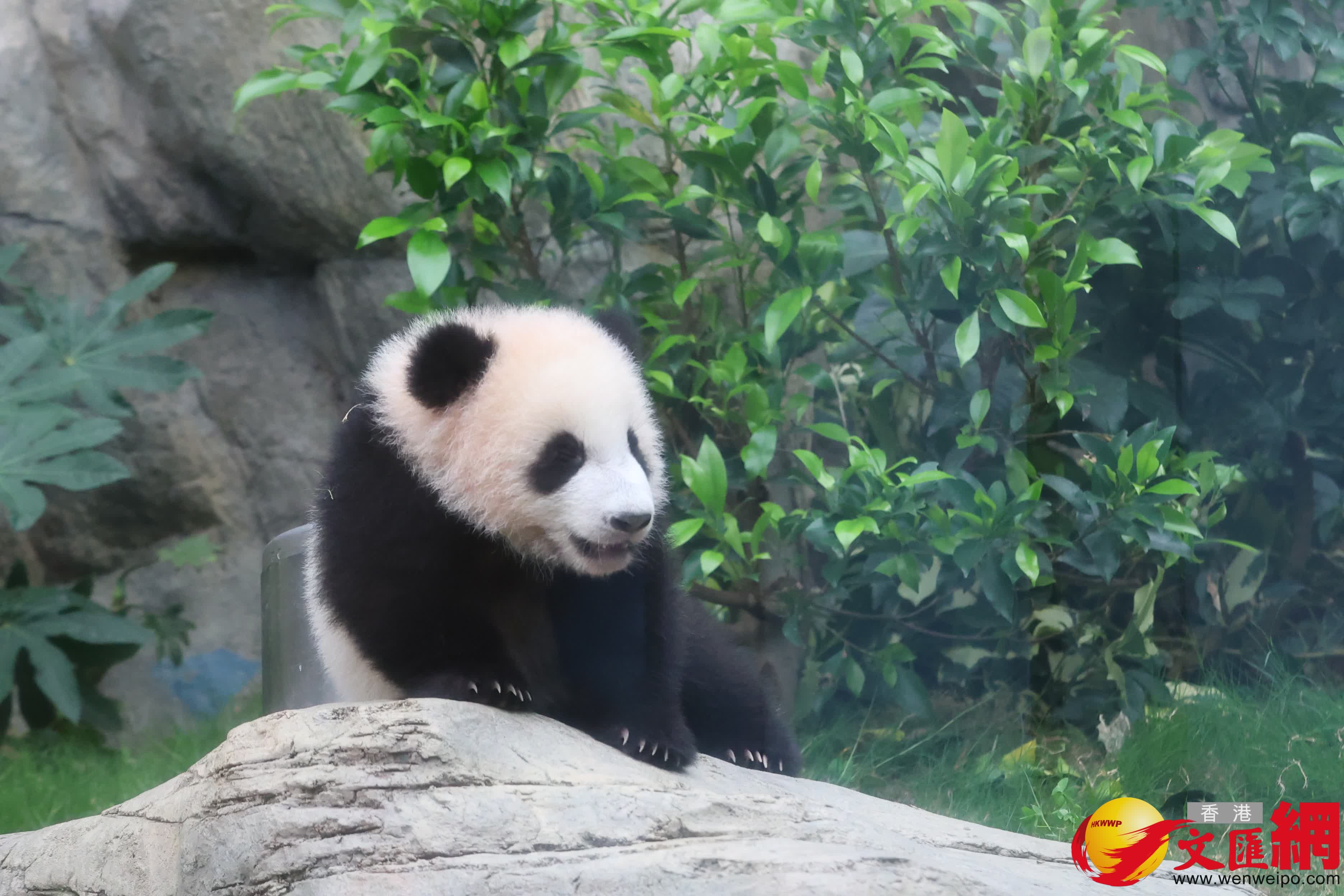 海洋公園初生熊貓首次見面。（香港文匯報記者萬霜靈 攝）