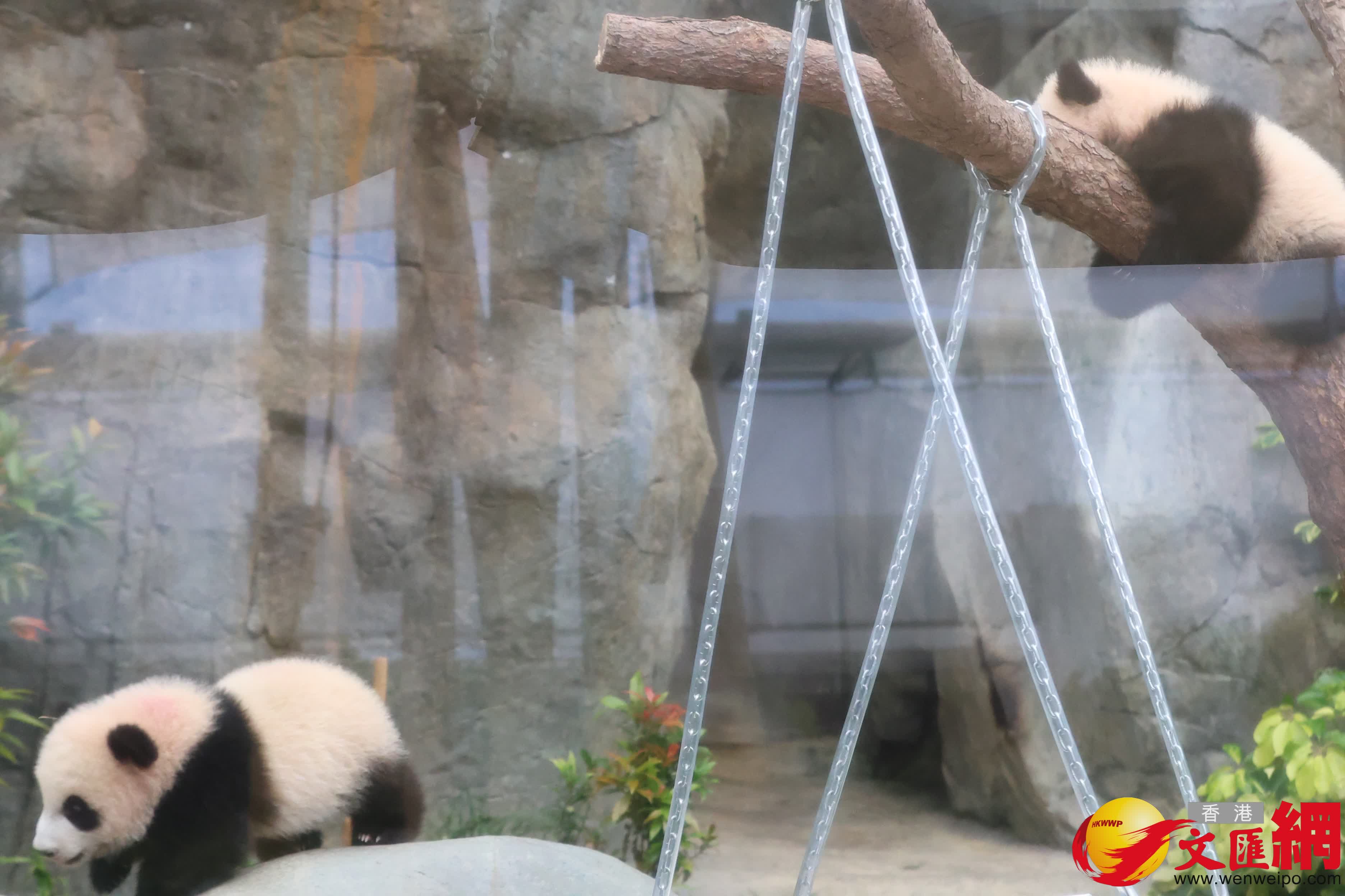 海洋公園初生熊貓首次見面。（香港文匯報記者萬霜靈 攝）