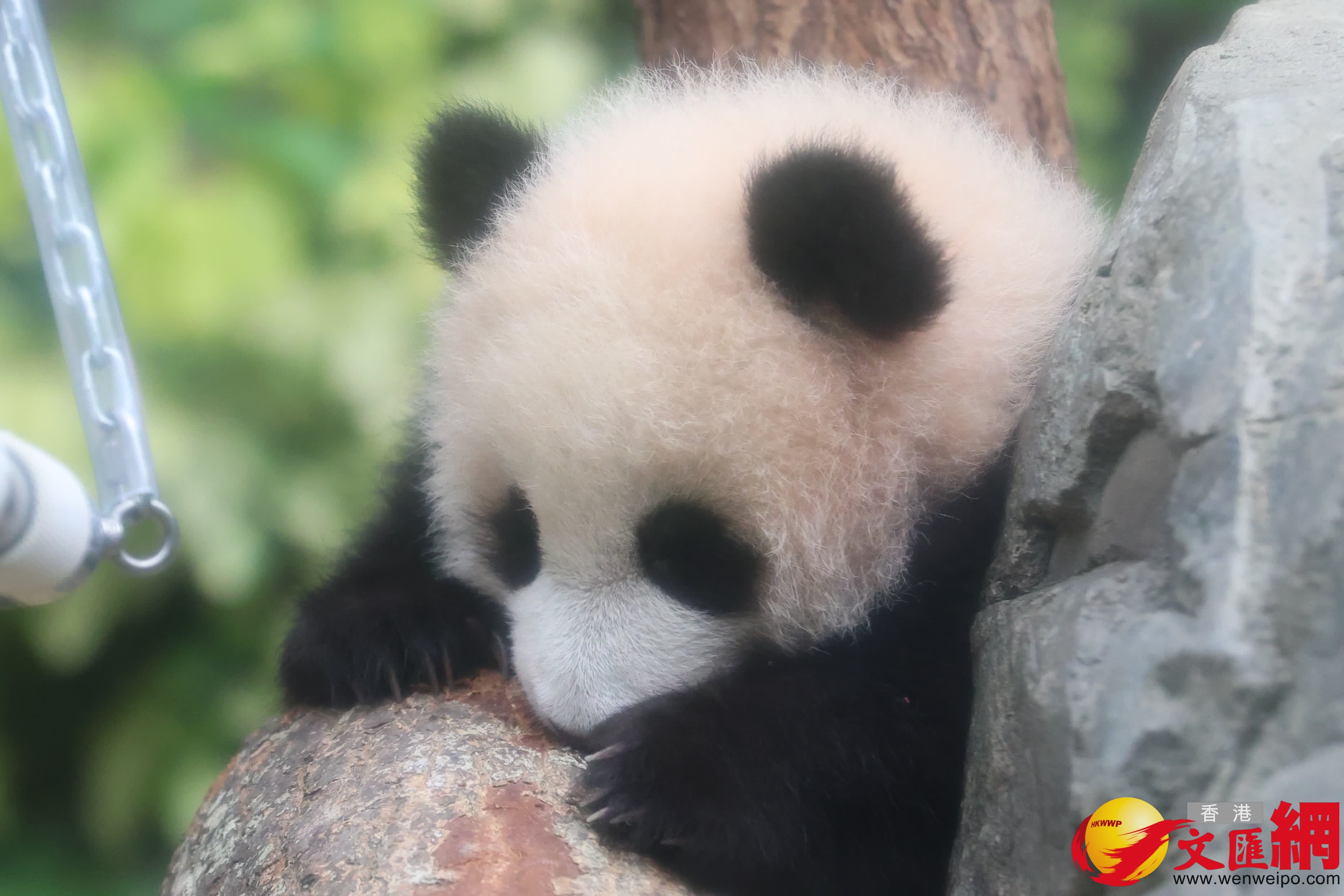 海洋公園初生熊貓首次見面。（香港文匯報記者萬霜靈 攝）
