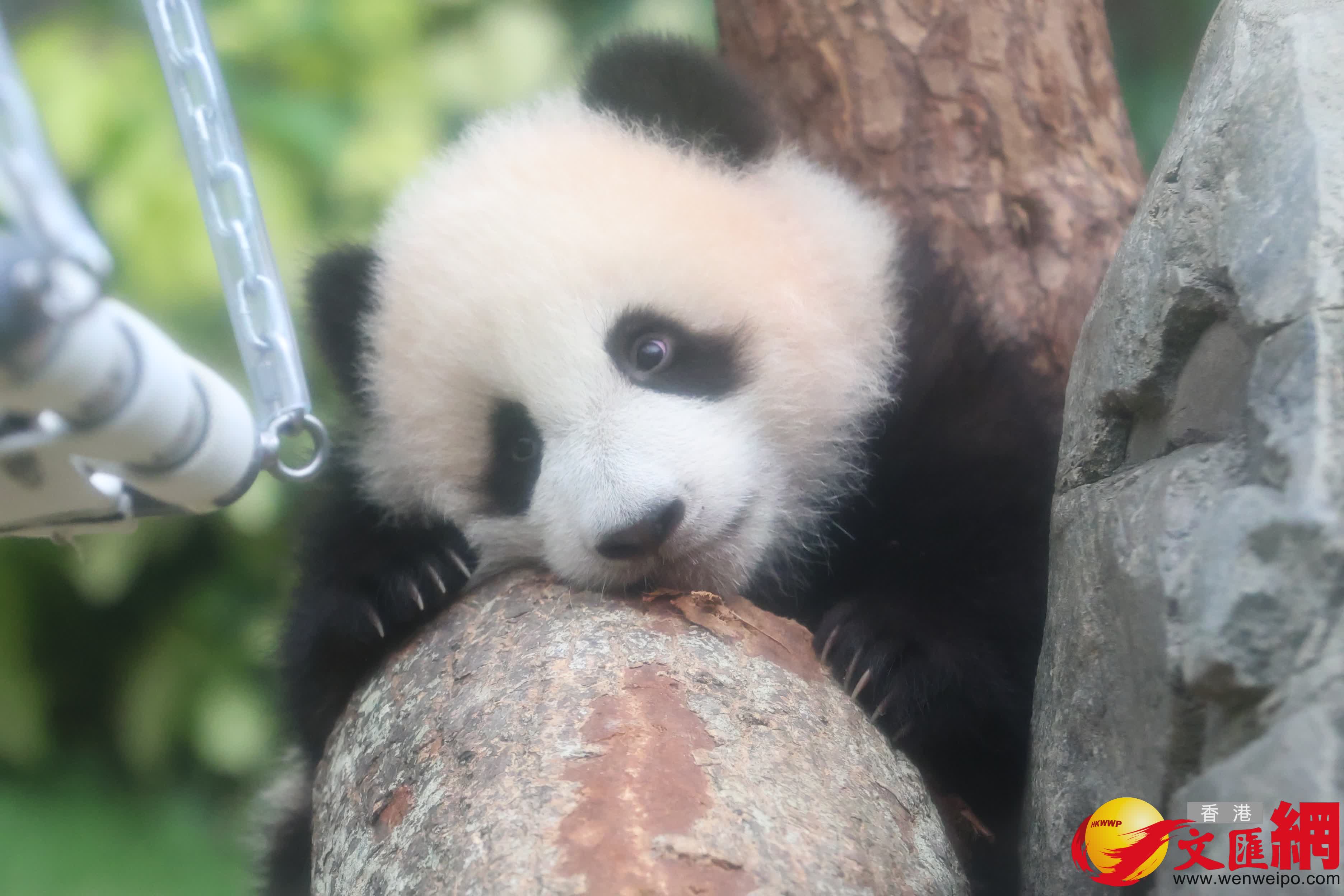 海洋公園初生熊貓首次見面。（香港文匯報記者萬霜靈 攝）