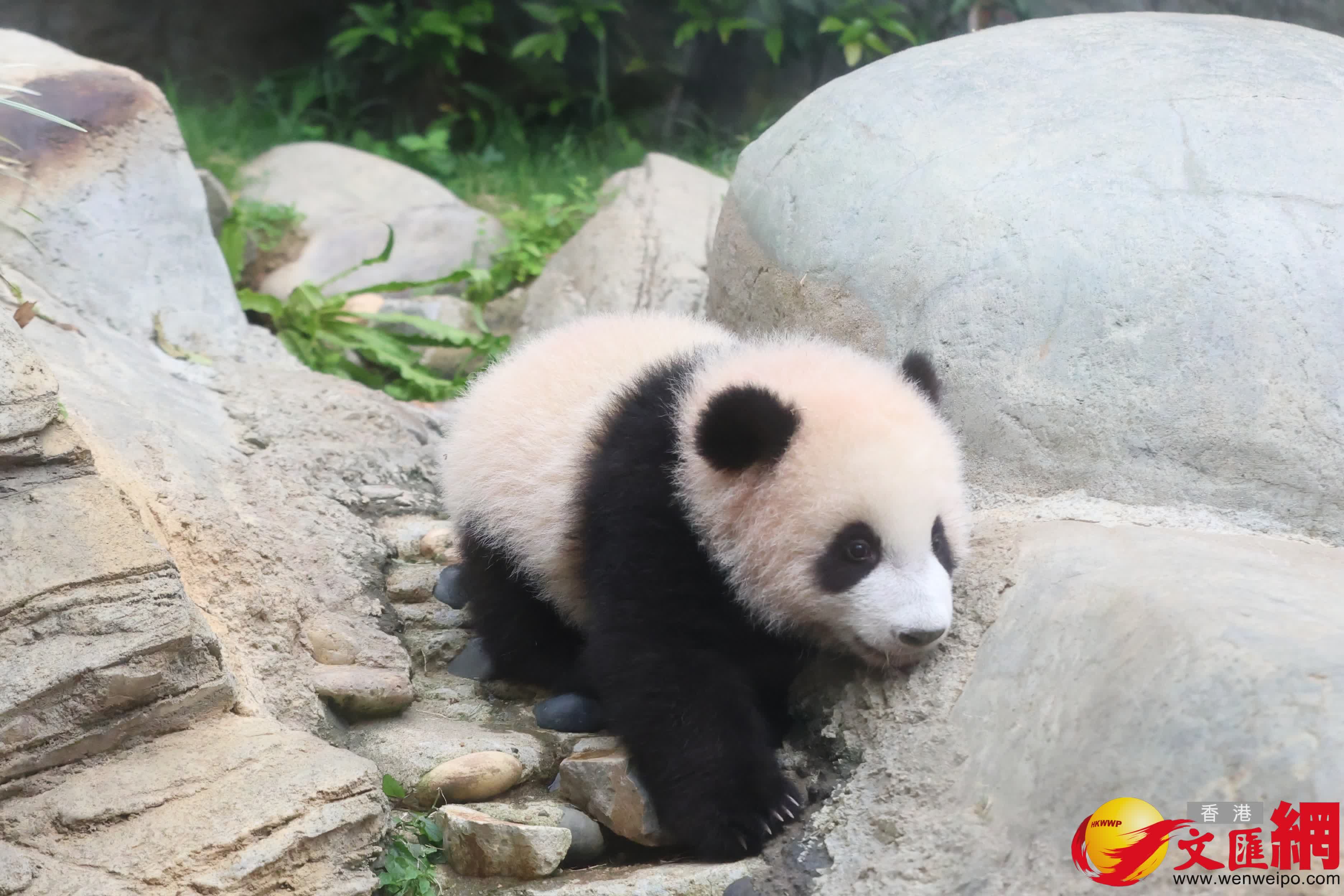 海洋公園初生熊貓首次見面。（香港文匯報記者萬霜靈 攝）