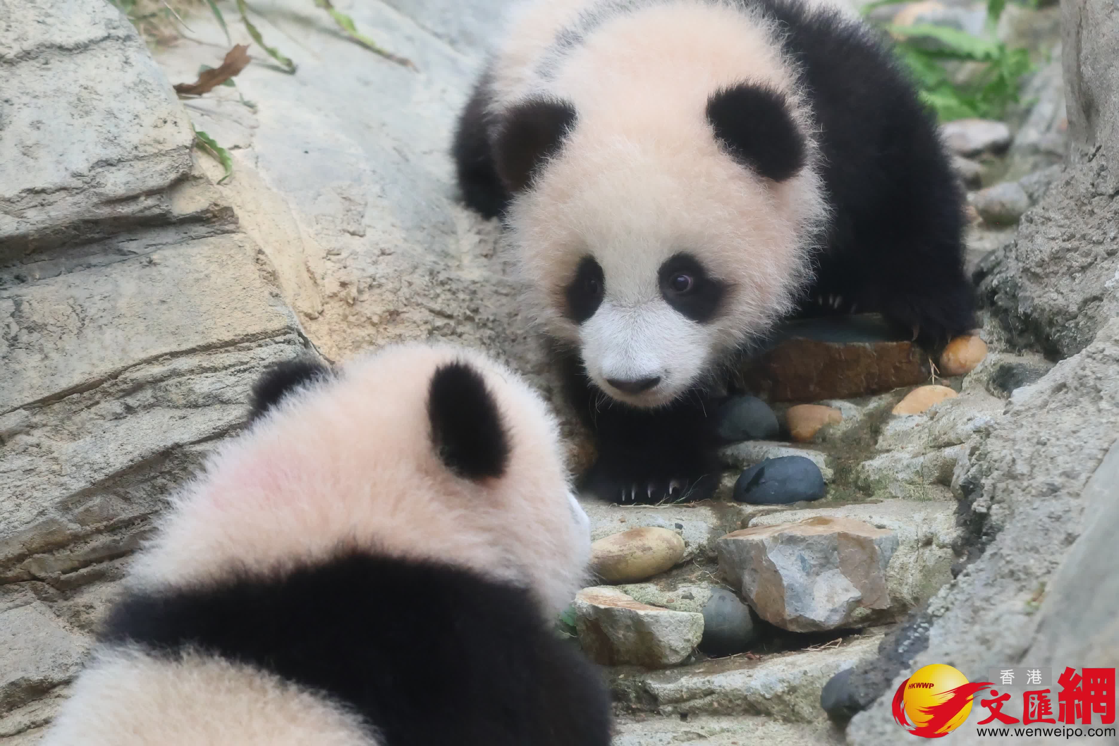 海洋公園初生熊貓首次見面。（香港文匯報記者萬霜靈 攝）