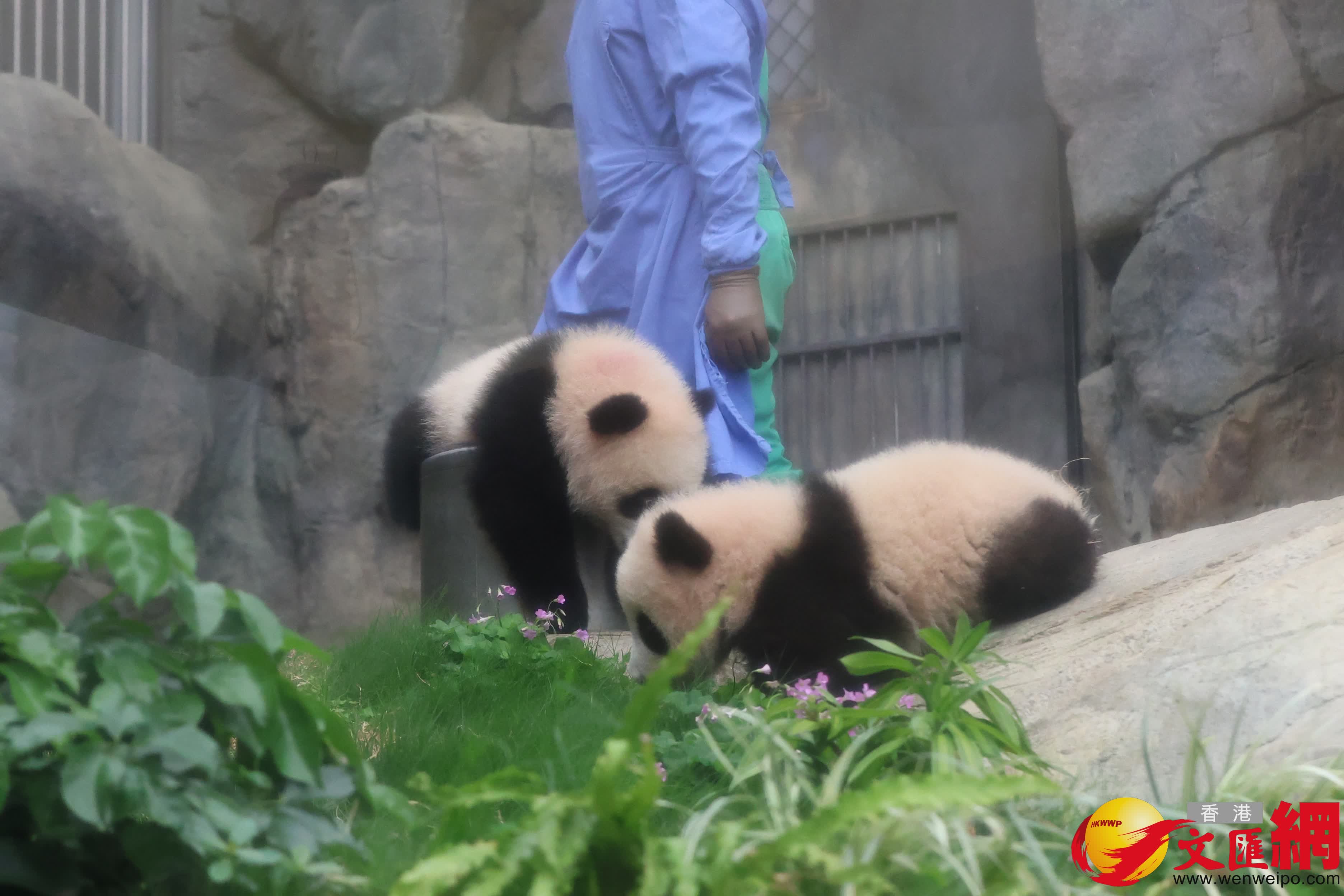 海洋公園初生熊貓首次見面。（香港文匯報記者萬霜靈 攝）