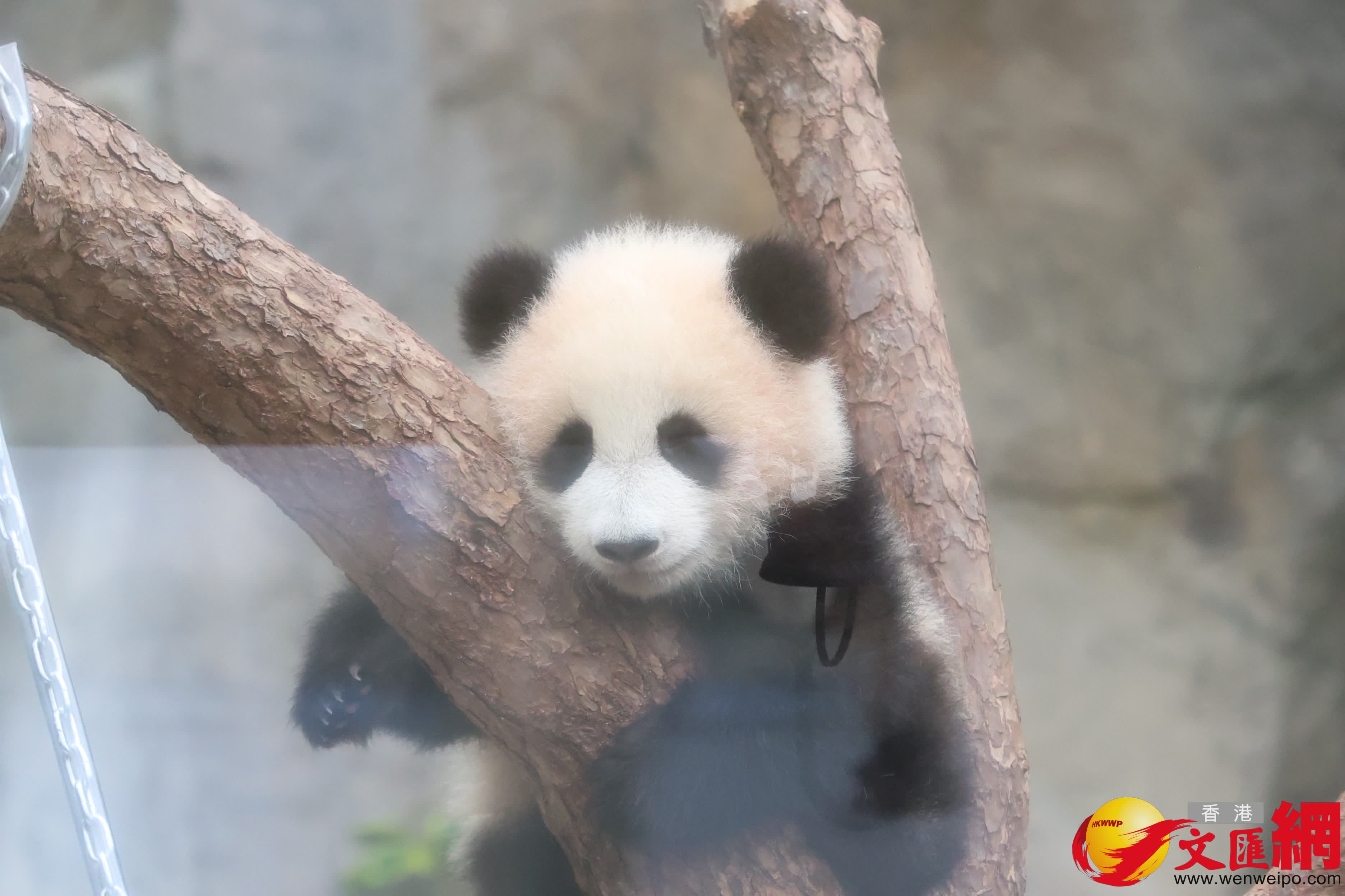 海洋公園初生熊貓首次見面。（香港文匯報記者萬霜靈 攝）