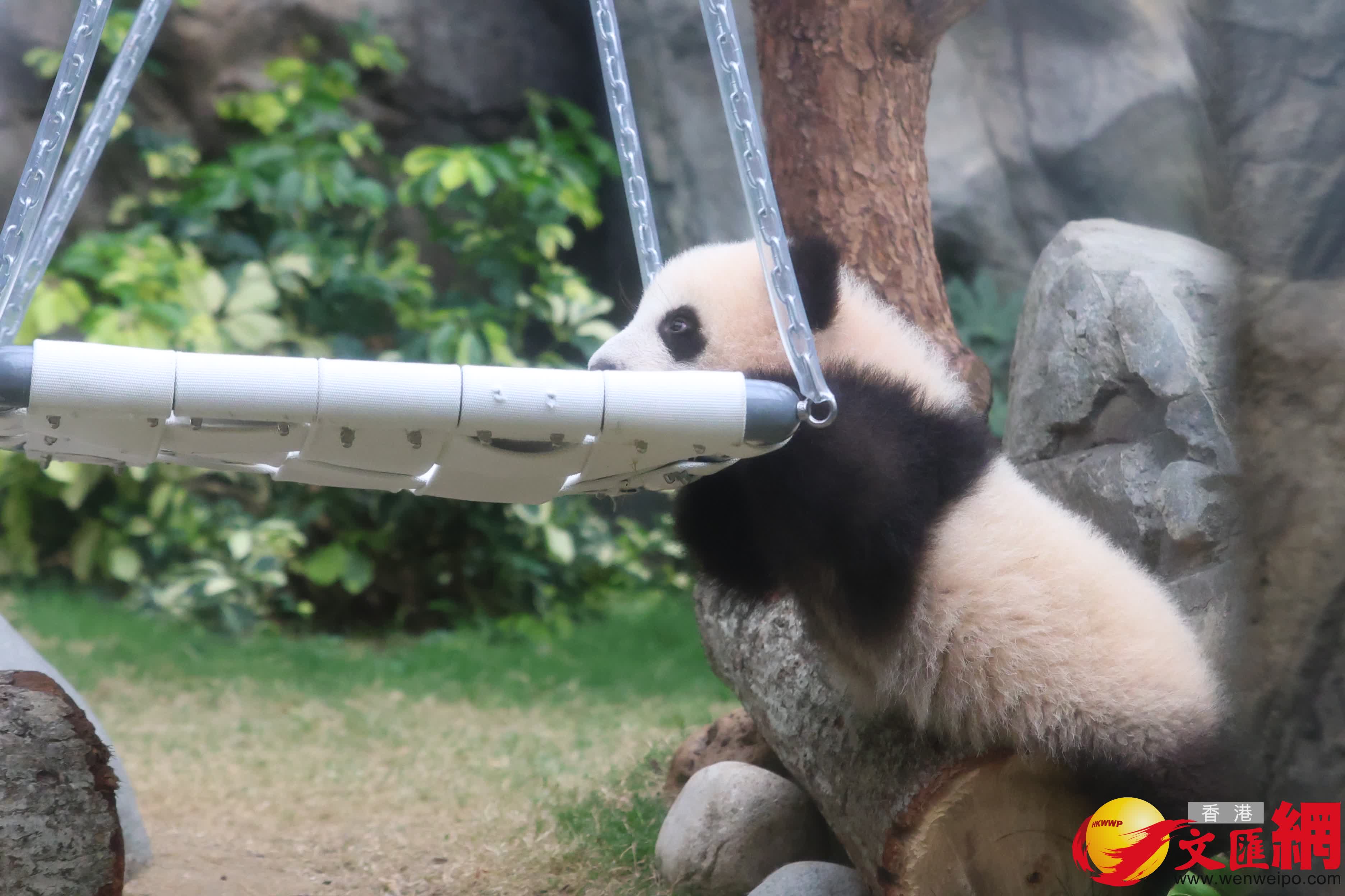 家姐希望爬上千秋架之時發(fā)現(xiàn)在老咗下面。（香港文匯報記者萬霜靈 攝）