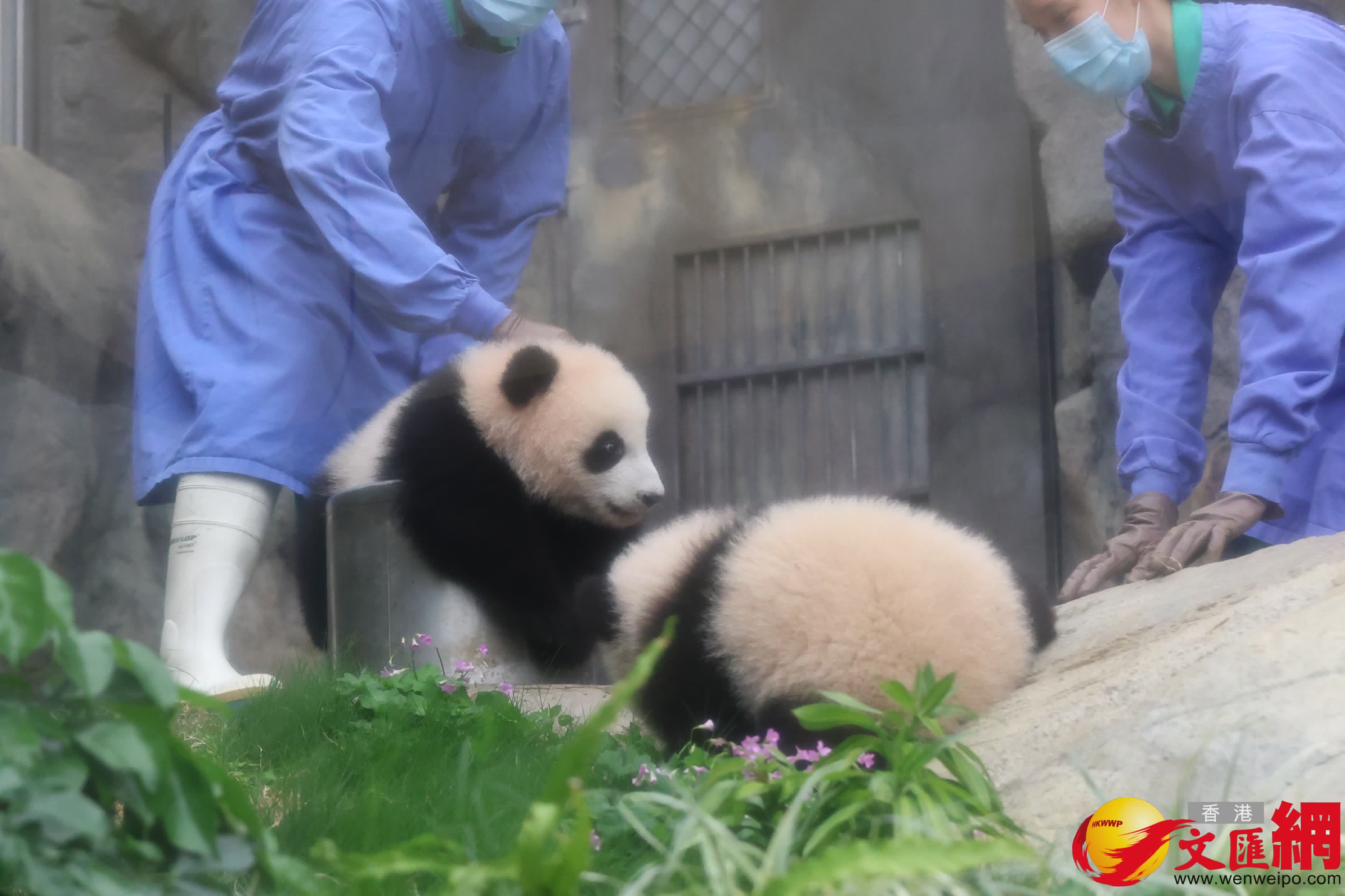 海洋公園初生熊貓首次見面。（香港文匯報記者萬霜靈 攝）