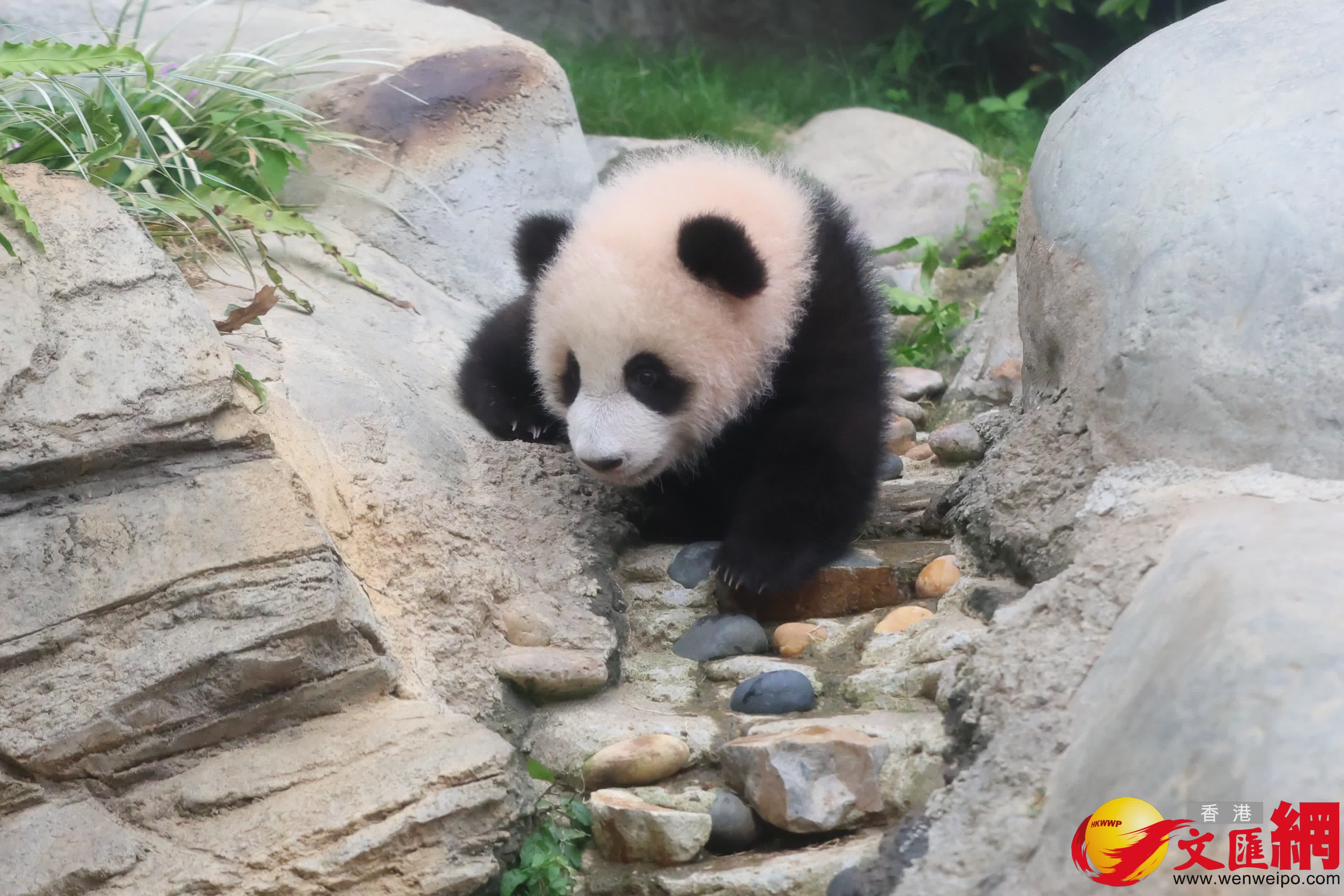 海洋公園初生熊貓首次見面。（香港文匯報記者萬霜靈 攝）