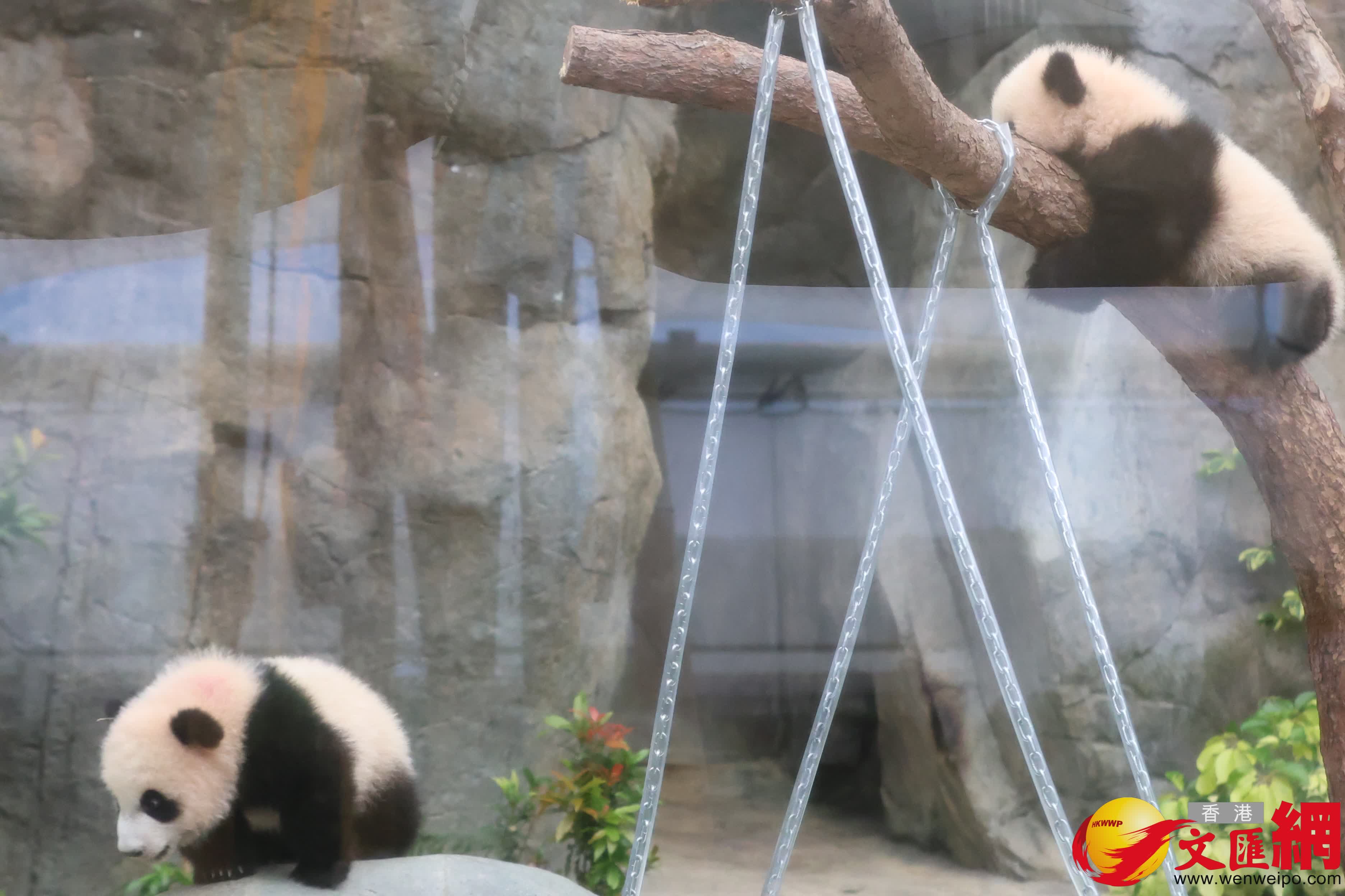 海洋公園初生熊貓首次見面。（香港文匯報記者萬霜靈 攝）