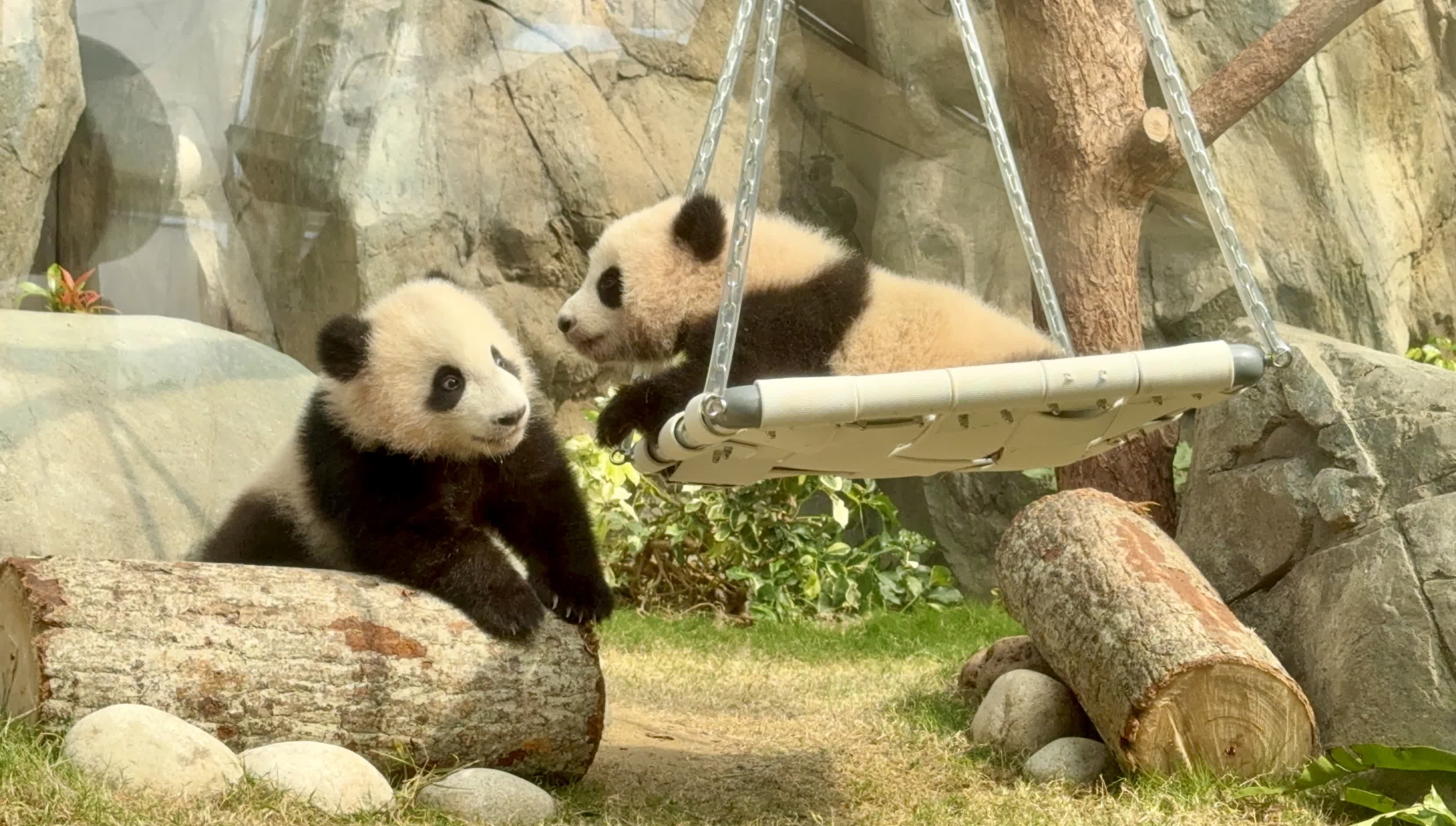 圖為2月15日，在香港海洋公園媒體見面會(huì)上，大熊貓「細(xì)佬」與「家姐」在玩耍。（中新社）