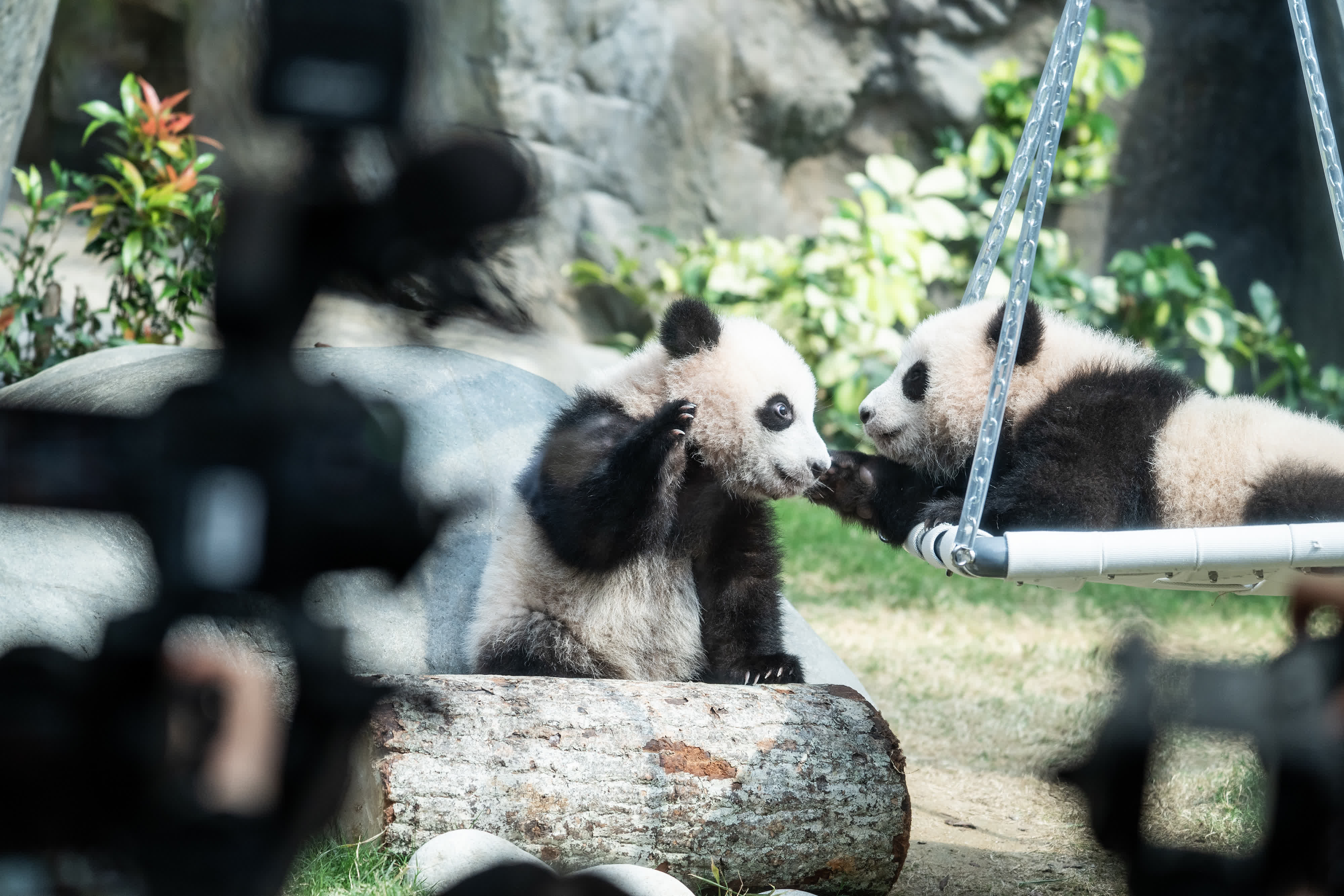 圖為2月15日，在香港海洋公園媒體見面會上，大熊貓「細(xì)佬」與「家姐」在玩耍。（中新社）