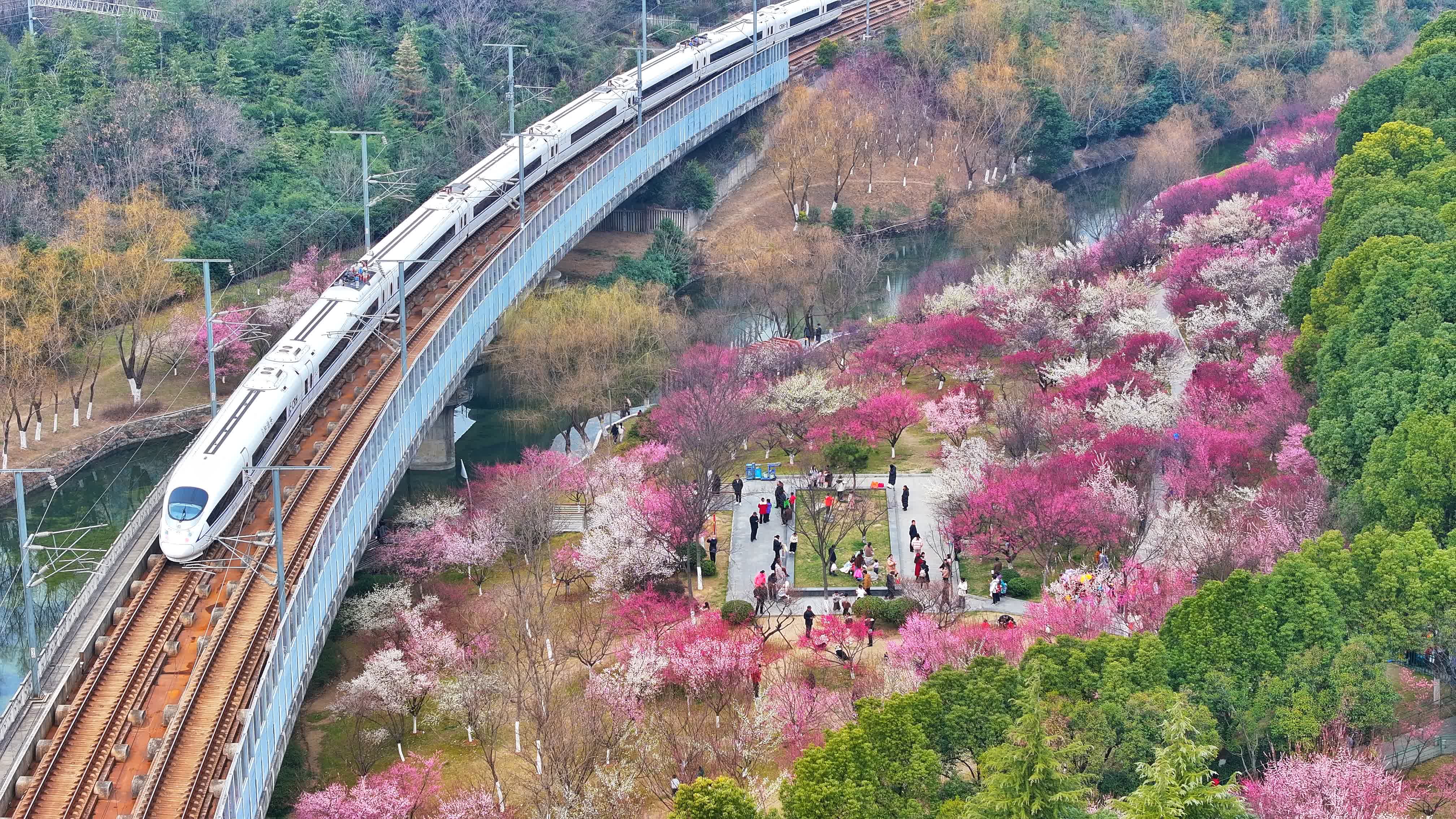  2月22日，安徽省合肥市蜀山區(qū)匡河公園梅花綻放，列車從一旁駛過（無人機(jī)照片）。（新華社）