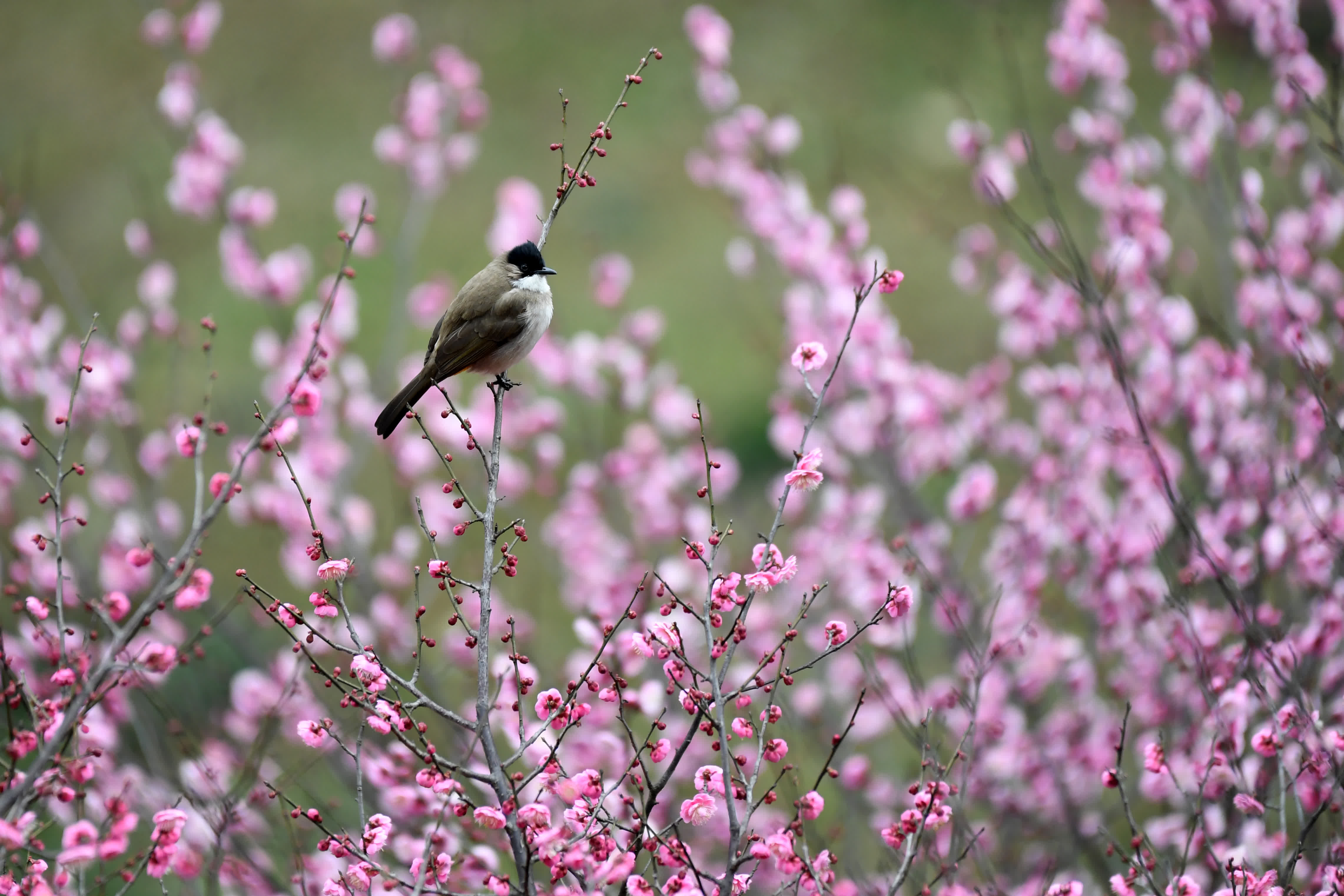 2月16日，在貴州省仁懷市楠竹林公園，小鳥在梅花枝頭停歇。（新華社）