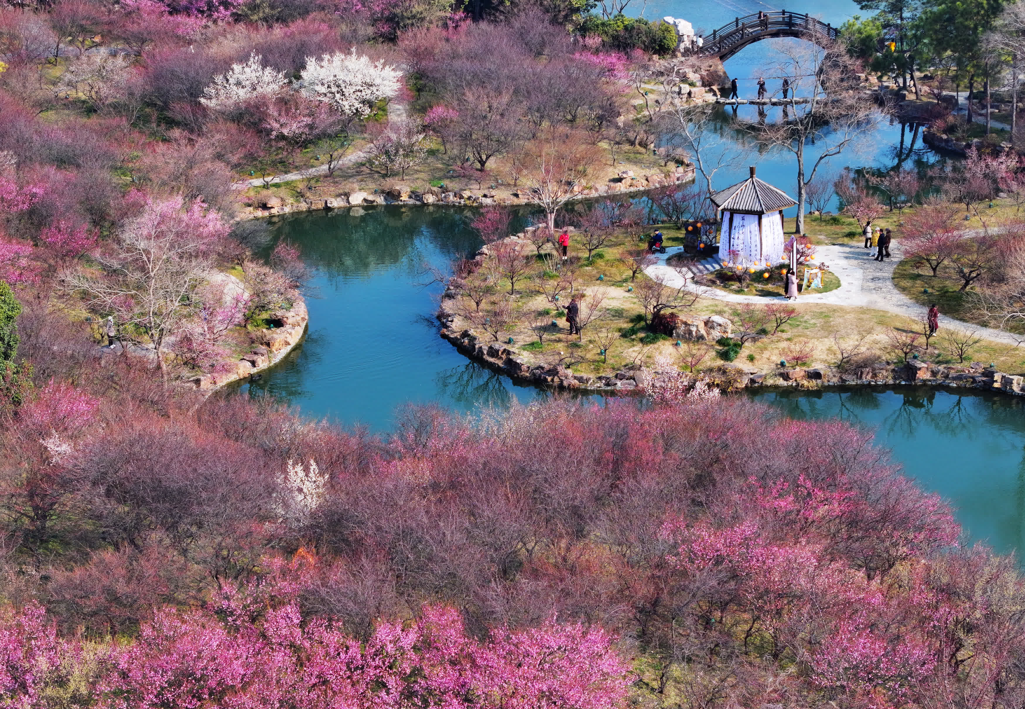 2月19日，遊客在江蘇揚(yáng)州瘦西湖風(fēng)景區(qū)賞梅（無人機(jī)照片）。（新華社）