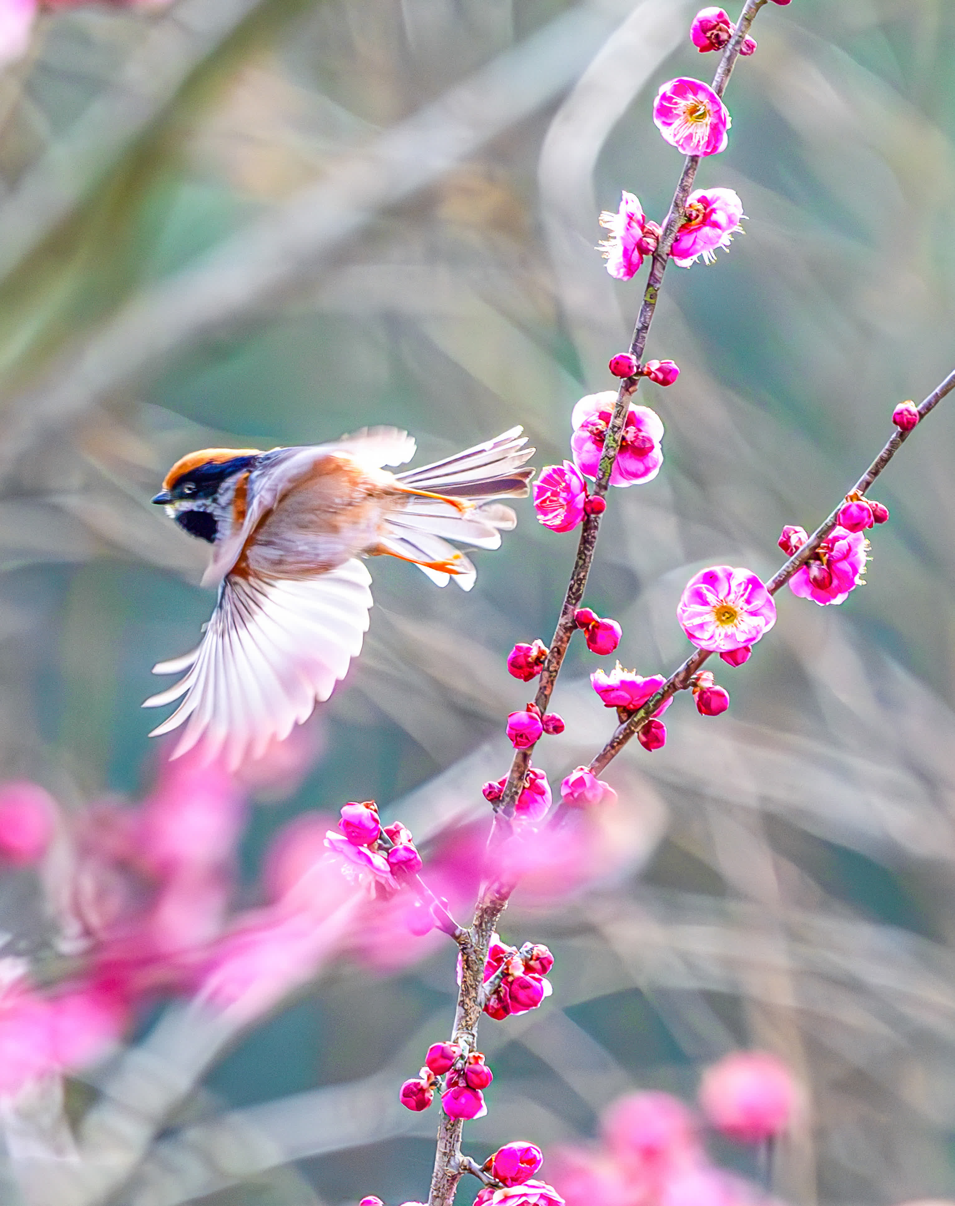 2月16日，在重慶市南川區(qū)大觀鎮(zhèn)，小鳥在綻放的梅花間飛舞。（新華社）