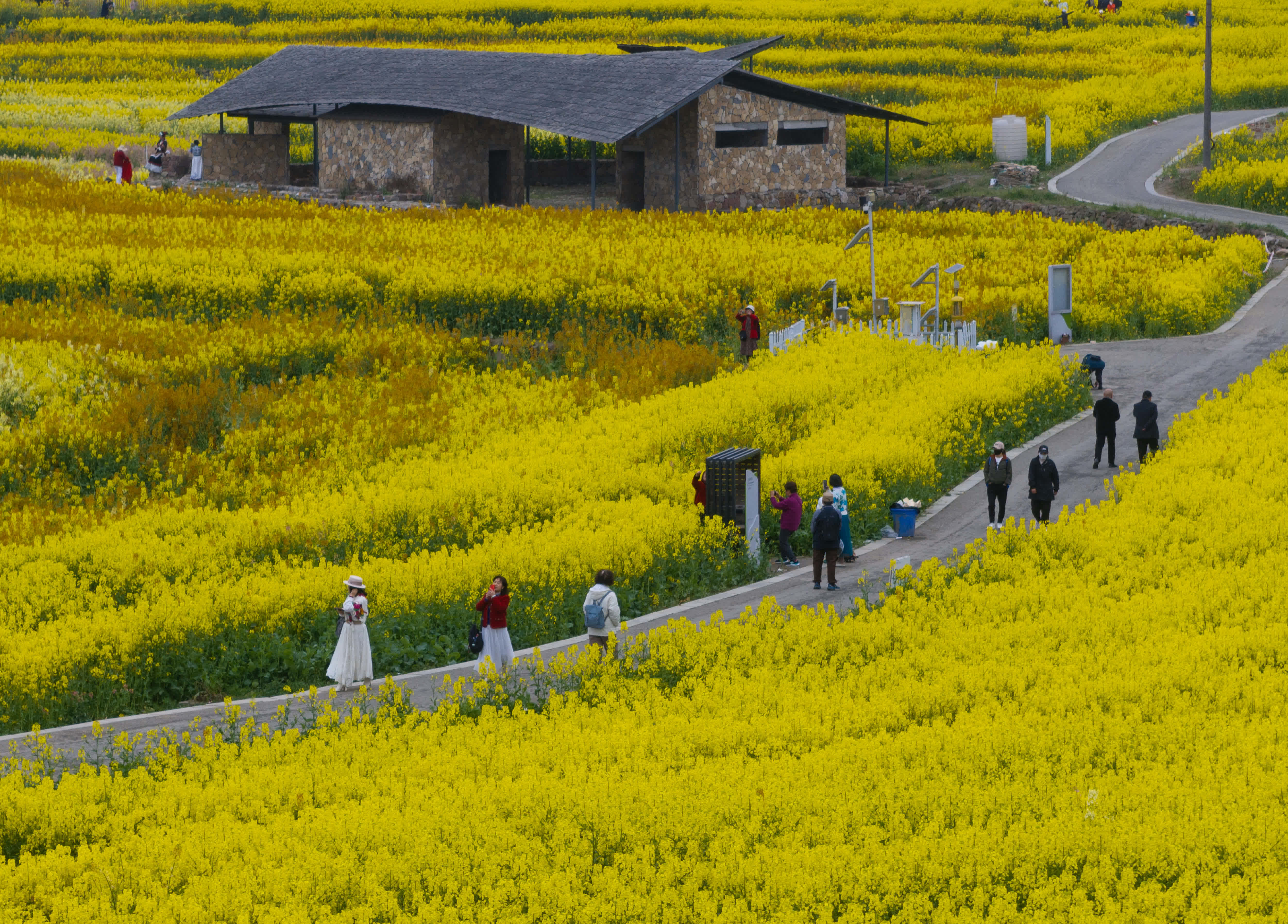 3月12日，在成都市錦江區(qū)三聖街道的油菜花田，市民沿著綠道散步賞花（無(wú)人機(jī)照片）。（新華社）