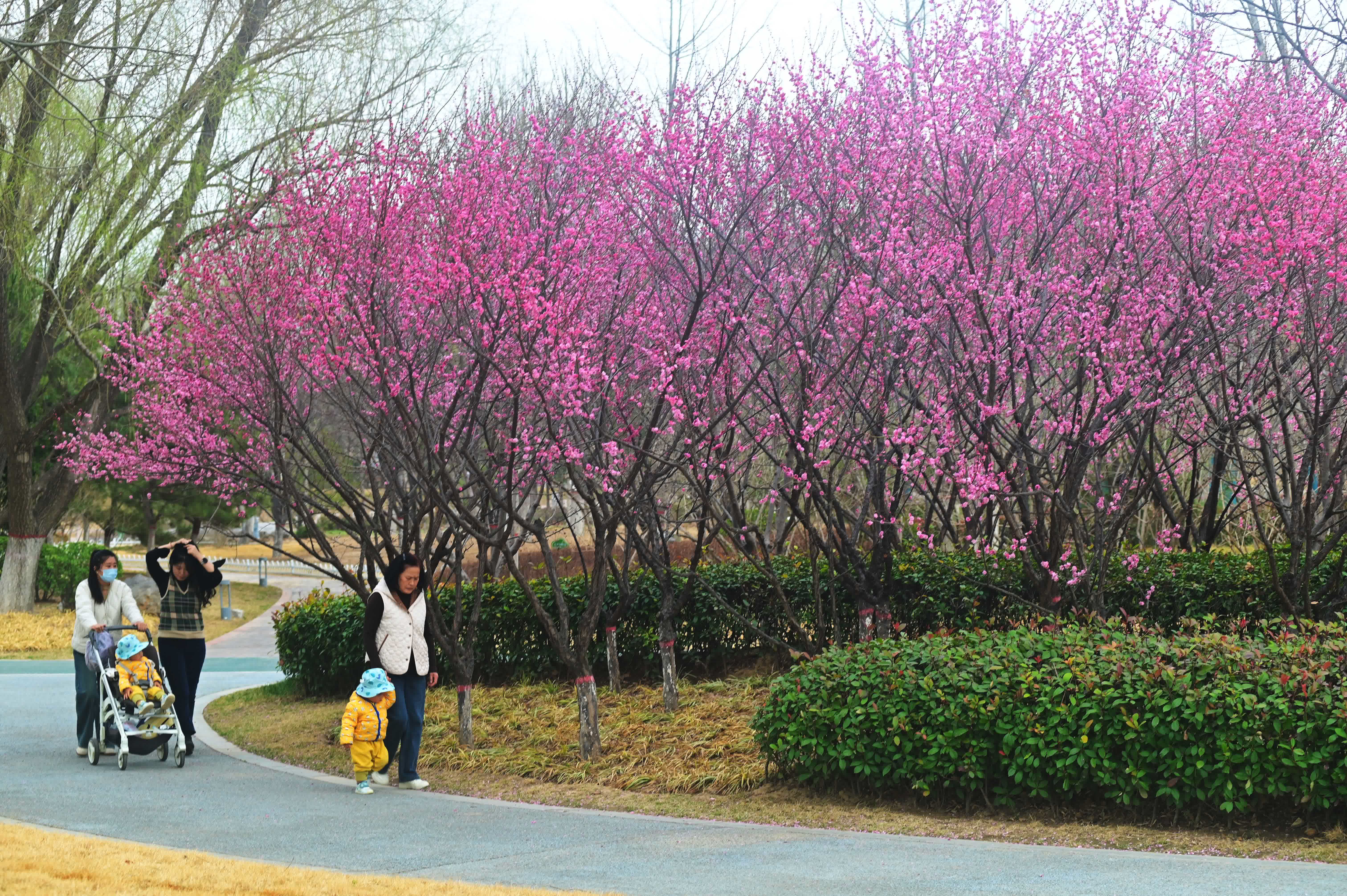 3月13日，市民在山東省聊城市鳳凰苑植物園賞花遊玩。（新華社）