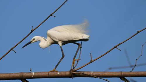 圖集｜當鷺鳥歸來　大自然為重慶大足「點讚」
