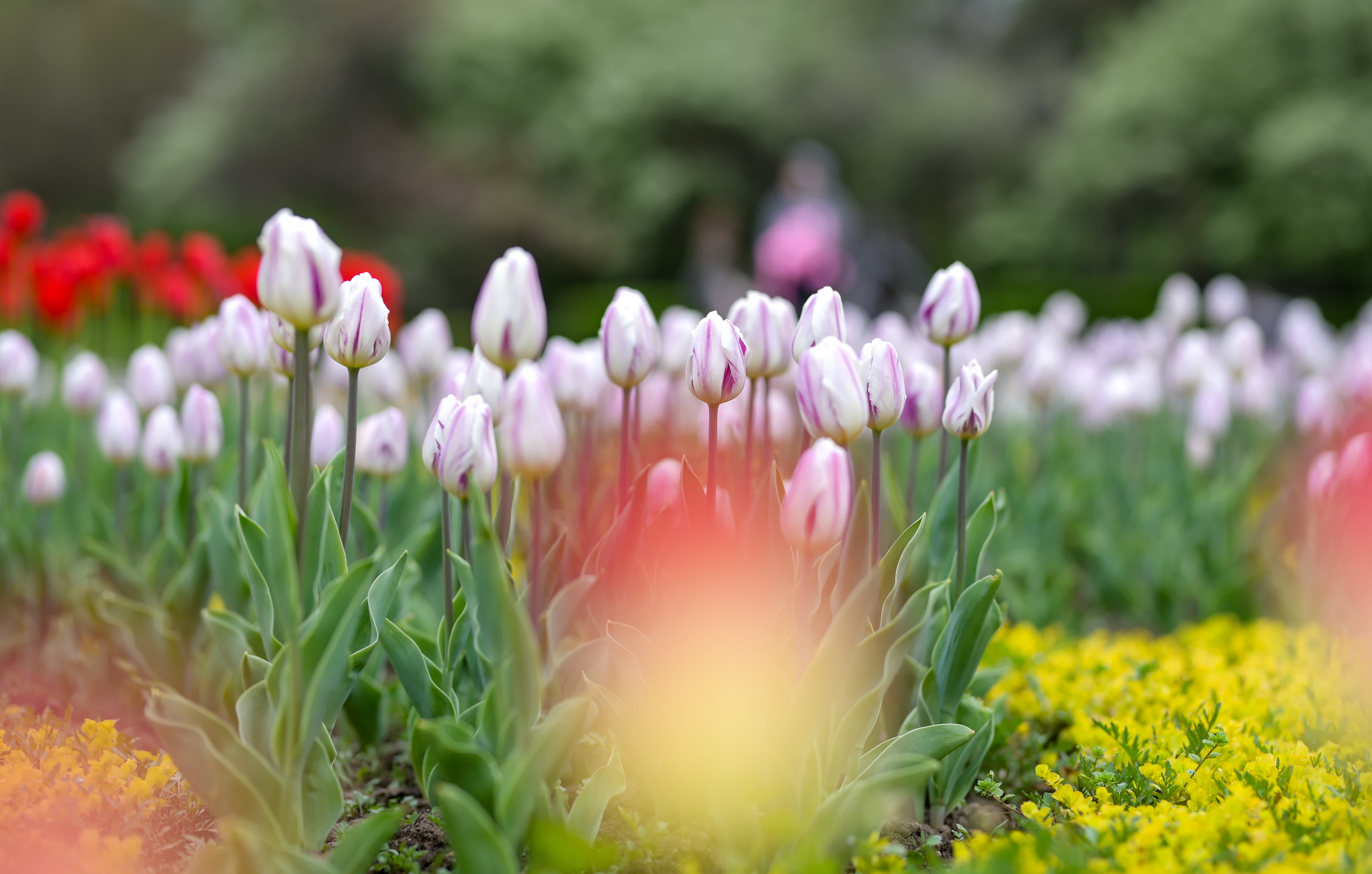 這是4月19日在哈薩克斯坦阿拉木圖的中央休閒公園拍攝的鬱金香。（新華社）