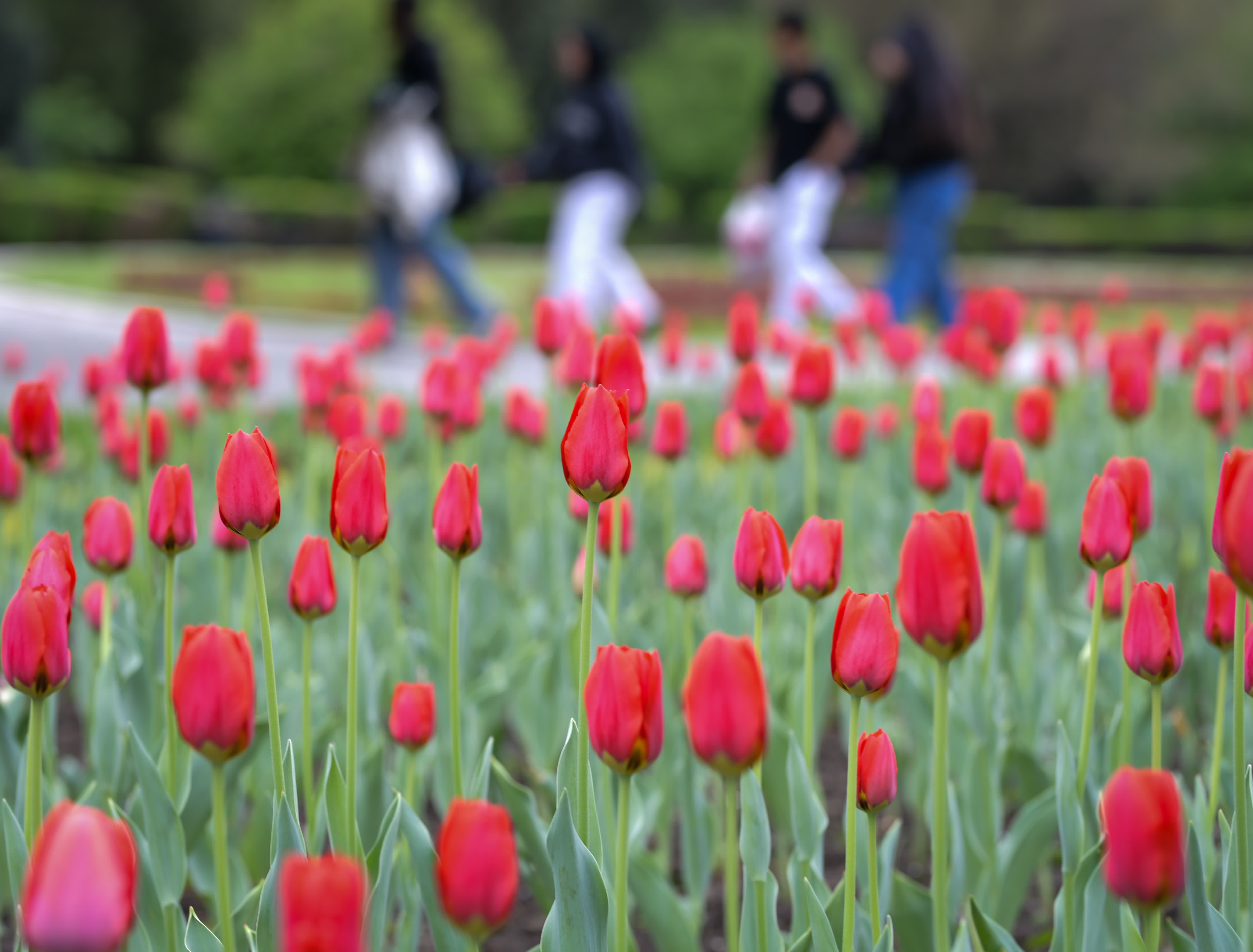 這是4月19日在哈薩克斯坦阿拉木圖的中央休閒公園拍攝的鬱金香。（新華社）