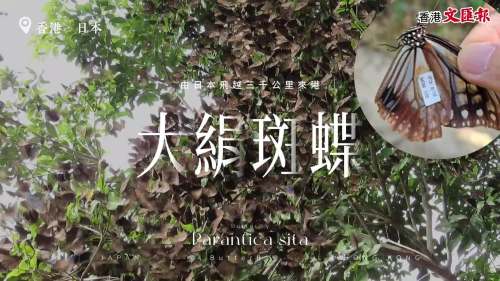 【生態(tài)科研探索 之 蝶緣千里】牠，飛越了3,000公里世上的最遠(yuǎn)距離；他，為我們講述牠的科學(xué)故事