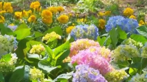 （有片）「五一」假期北京「花路」等你來打卡！