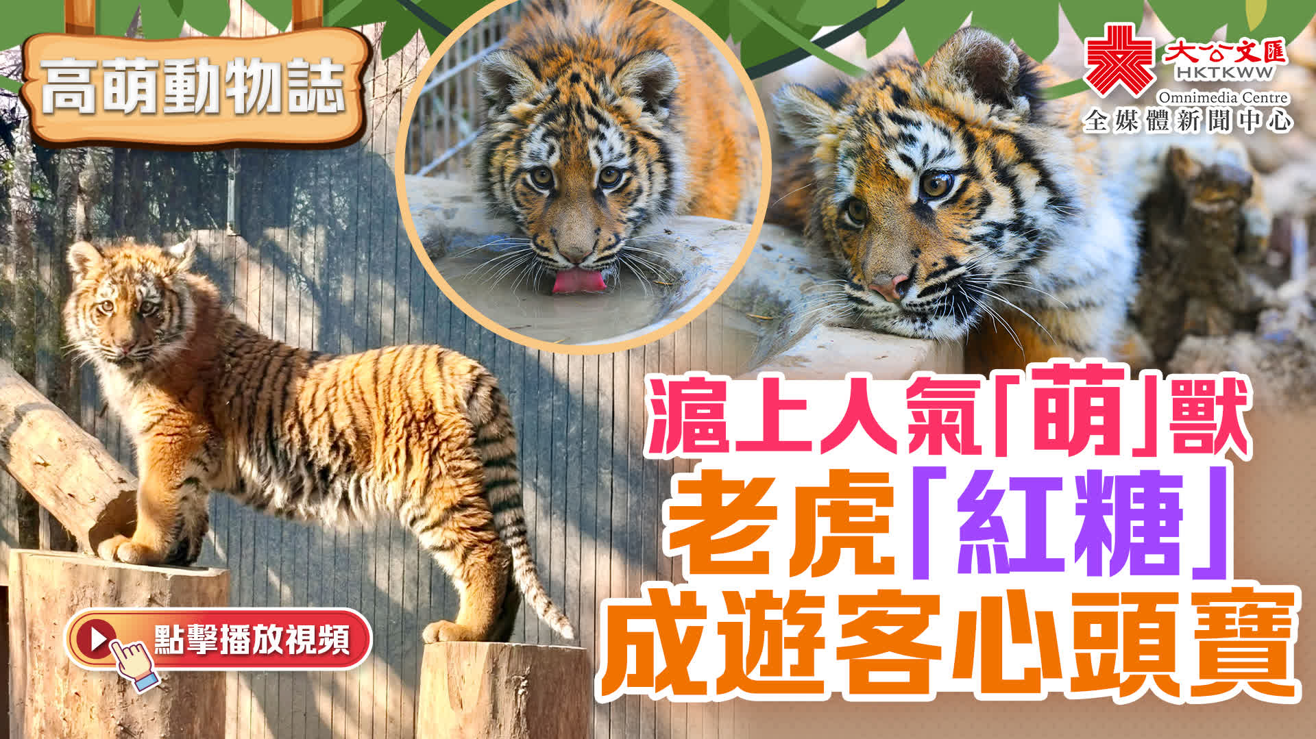 高萌動物誌｜滬上人氣「萌」獸　老虎「紅糖」成遊客心頭寶