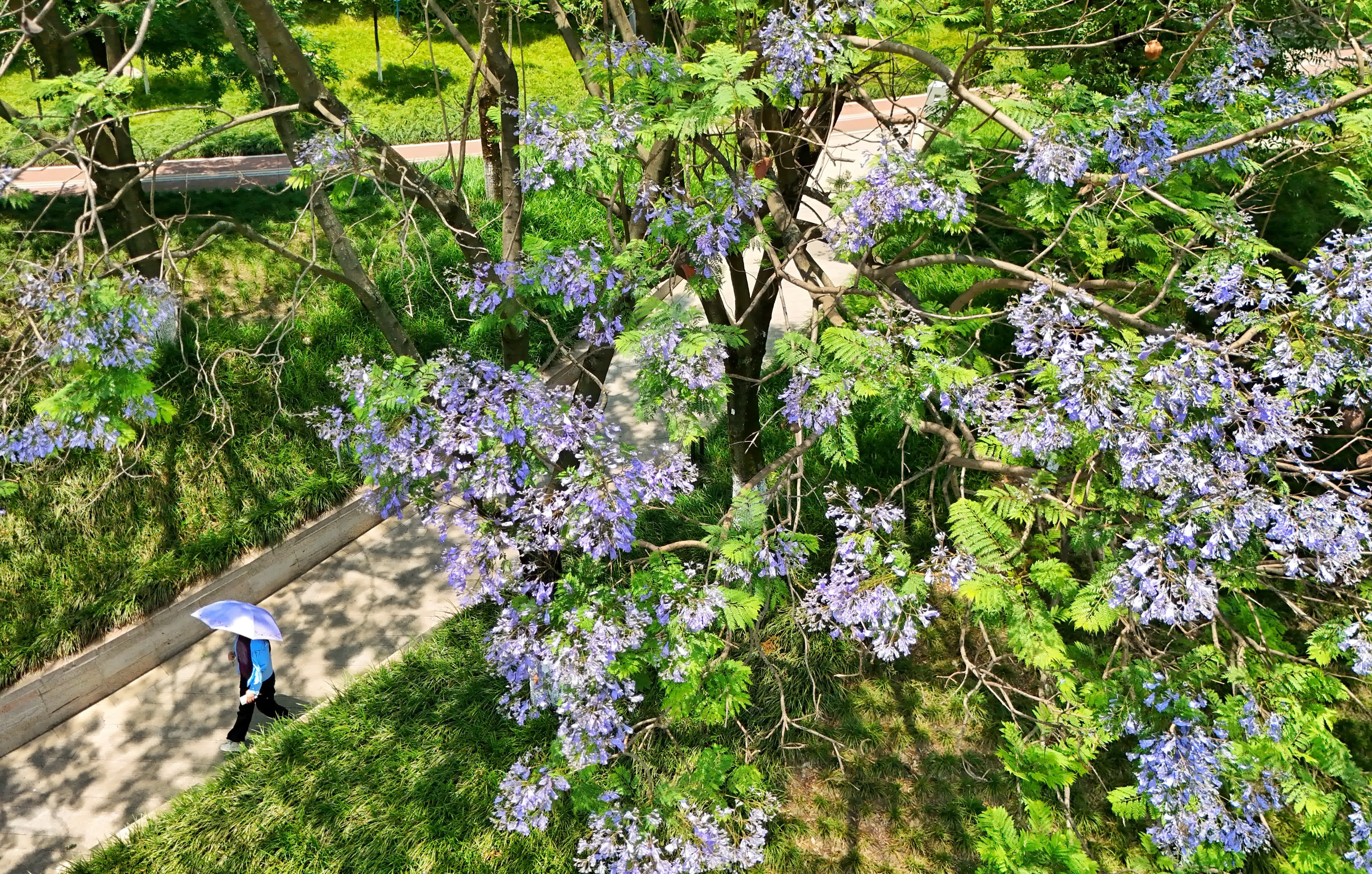 5月12日在成都市青羊區小通巷拍攝的藍花楹（無人機照片）。（新華社）