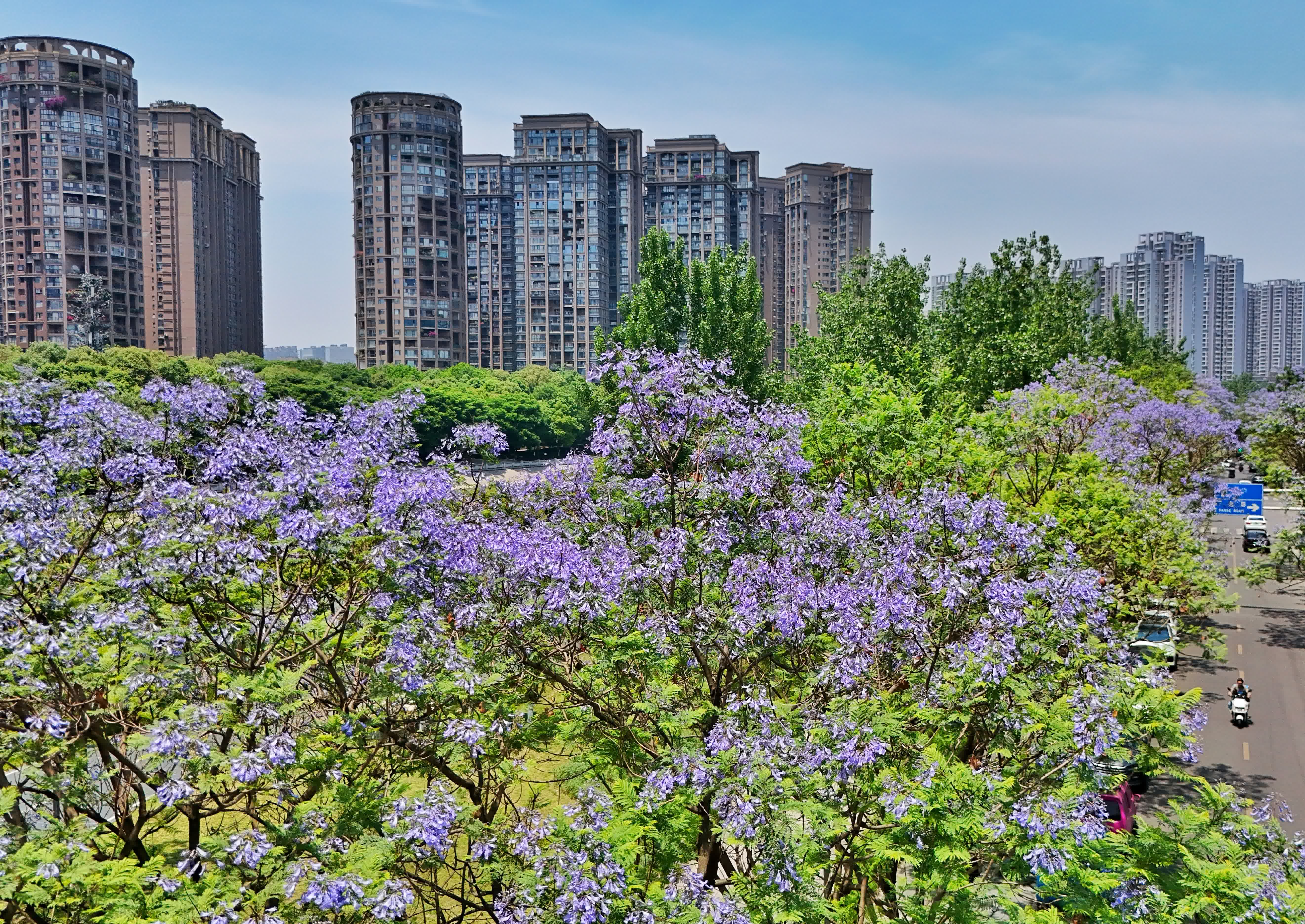 5月12日在成都市青羊區小通巷拍攝的藍花楹（無人機照片）。（新華社）