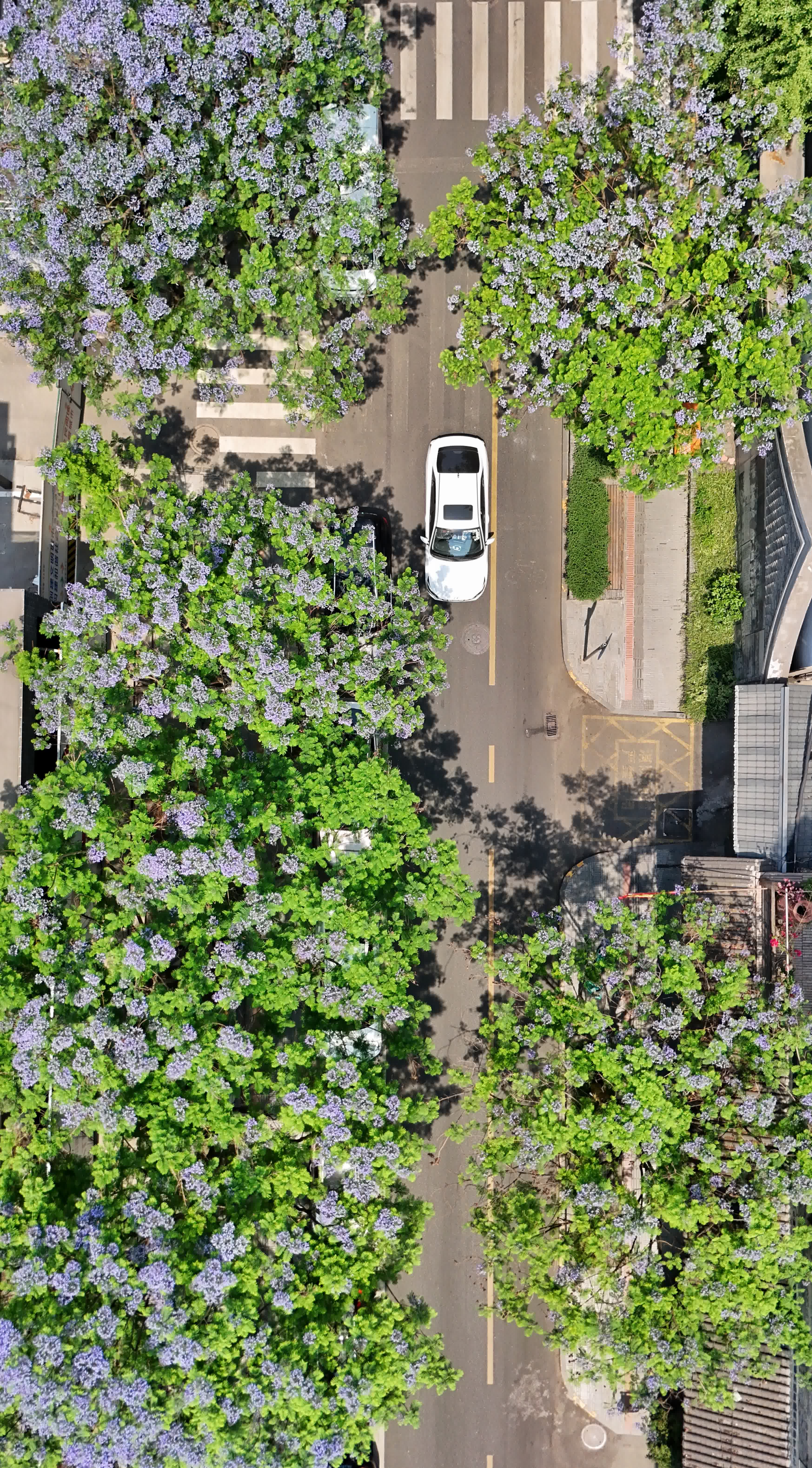 5月12日在成都市青羊區小通巷拍攝的藍花楹（無人機照片）。（新華社）