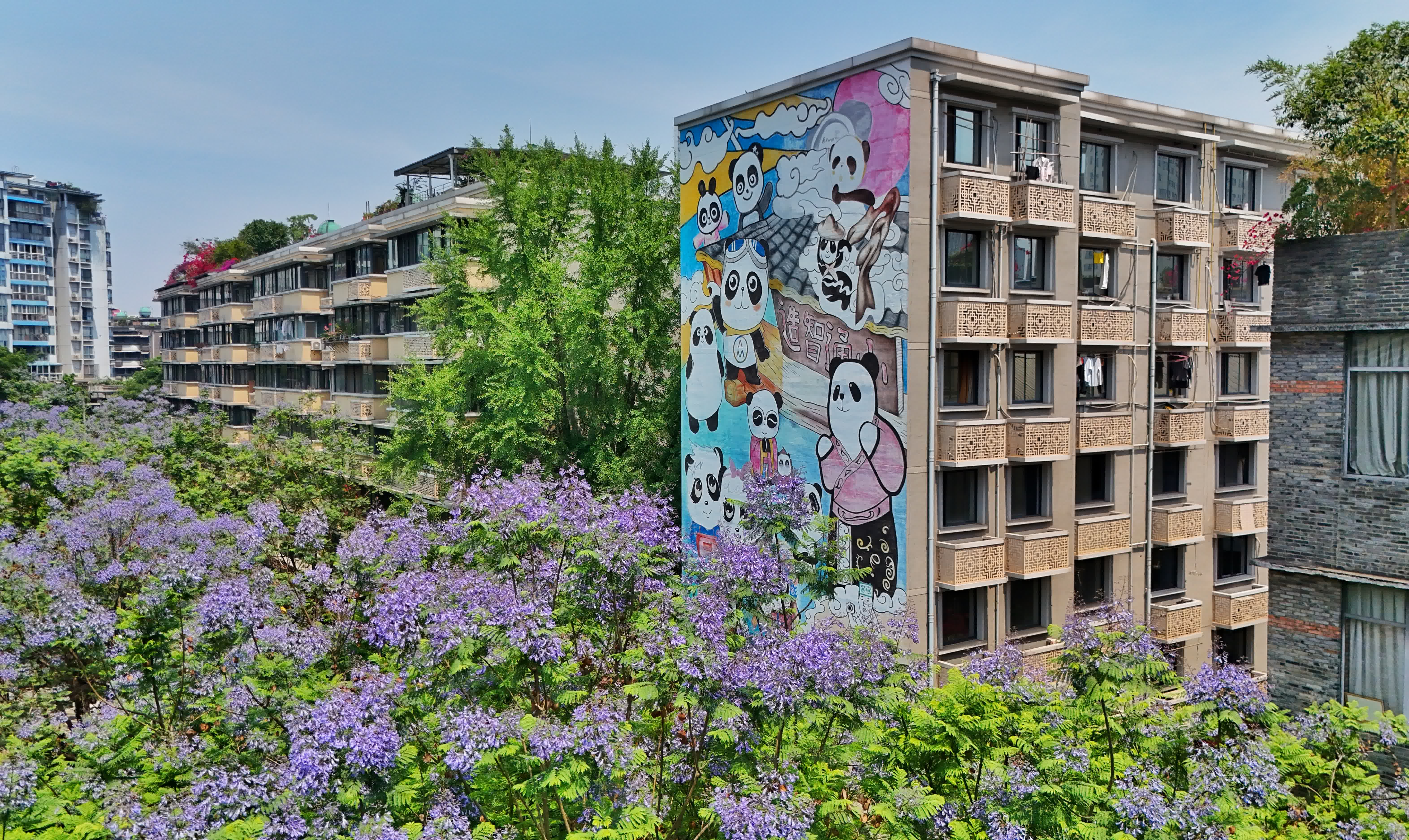 5月12日在成都市青羊區小通巷拍攝的藍花楹（無人機照片）。（新華社）