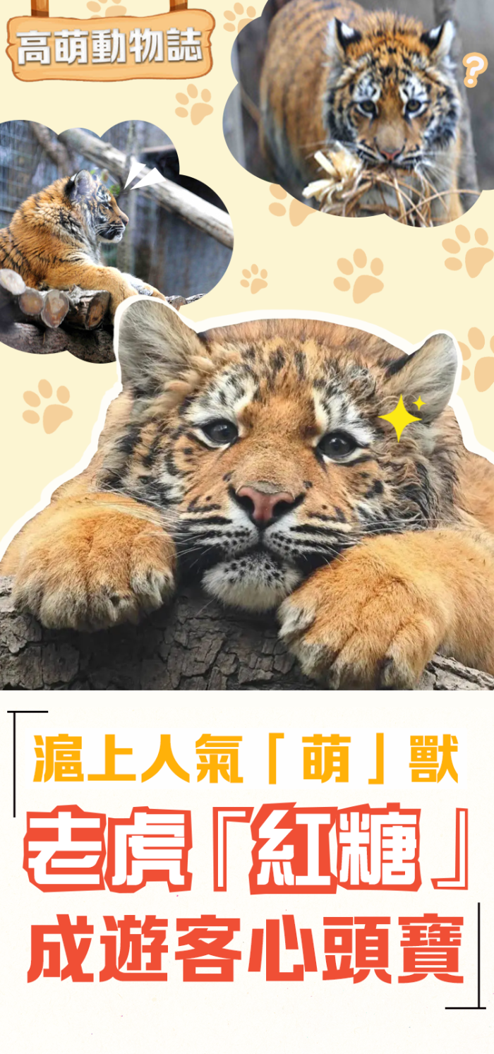高萌動物誌｜滬上人氣「萌」獸　老虎「紅糖」成遊客心頭寶