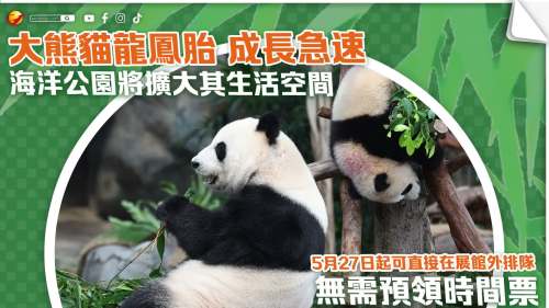 大熊貓龍鳳胎│5月27日起可直接在展館外排隊 無需預領時間票