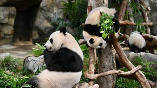 香港海洋公園為大熊貓「盈盈」「家姐」「細佬」搬新居迎賓客
