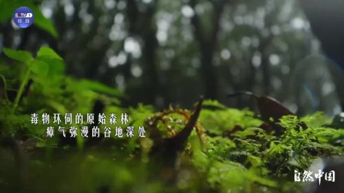 （有片）全球首發！機器狗探秘哀牢山