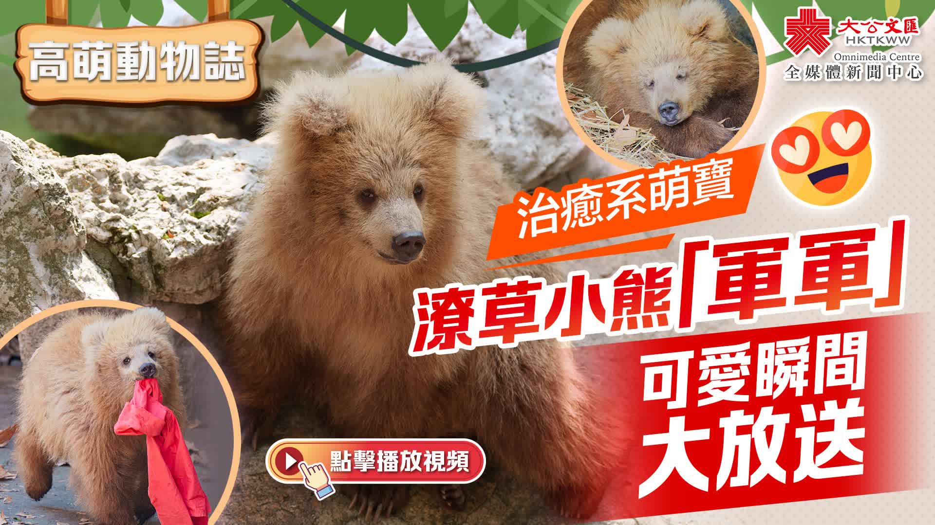 高萌動物誌｜治癒系萌寶　潦草小熊「軍軍」可愛瞬間大放送