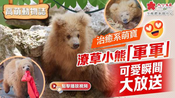 高萌動物誌｜治癒系萌寶　潦草小熊「軍軍」可愛瞬間大放送