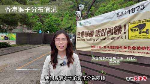 (有片) 新科技打擊非法餵飼 │ AI監控打擊非法餵猴 漁護署琵琶山試行成功 擬擴至九龍水塘