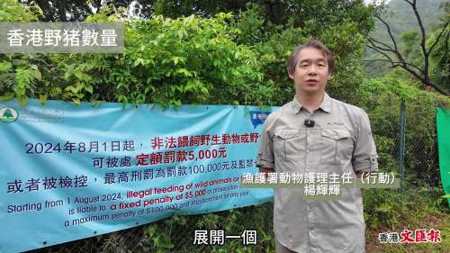 (有片) 新科技打擊非法餵飼 │ 2022年錄逾千宗野豬滋擾 漁護署出動紅外線相機追蹤捕捉