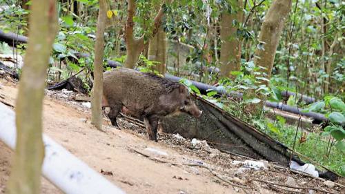 猴子討食、野豬襲人？香港野生動物出沒注意！