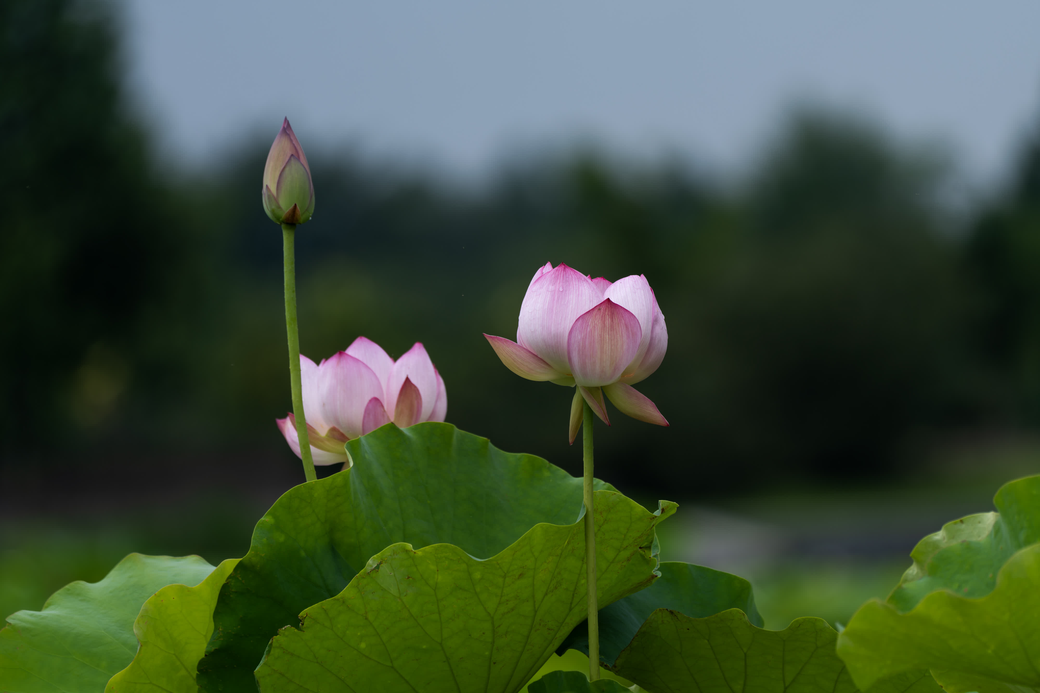 圖片來源：新華社