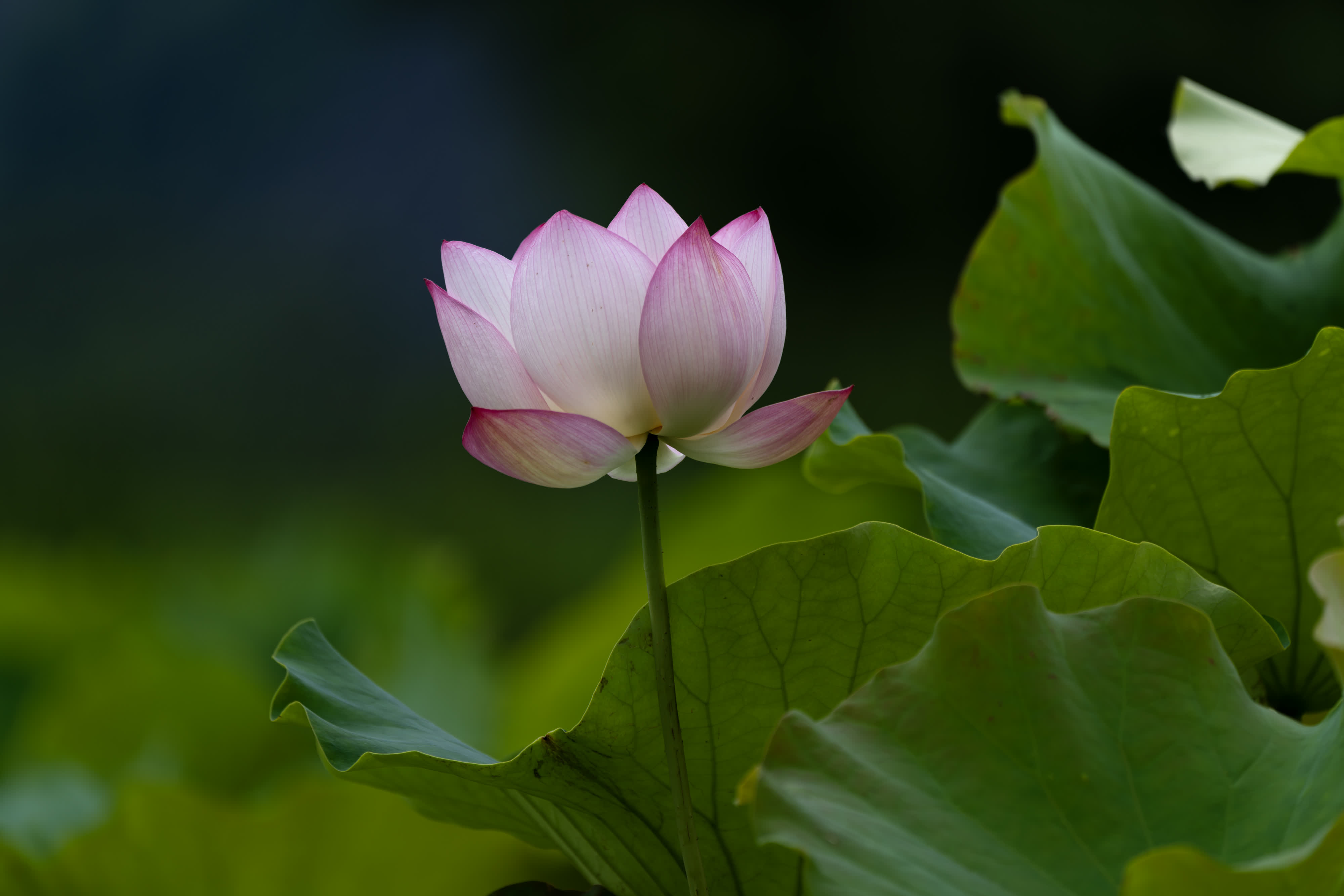 圖片來源：新華社