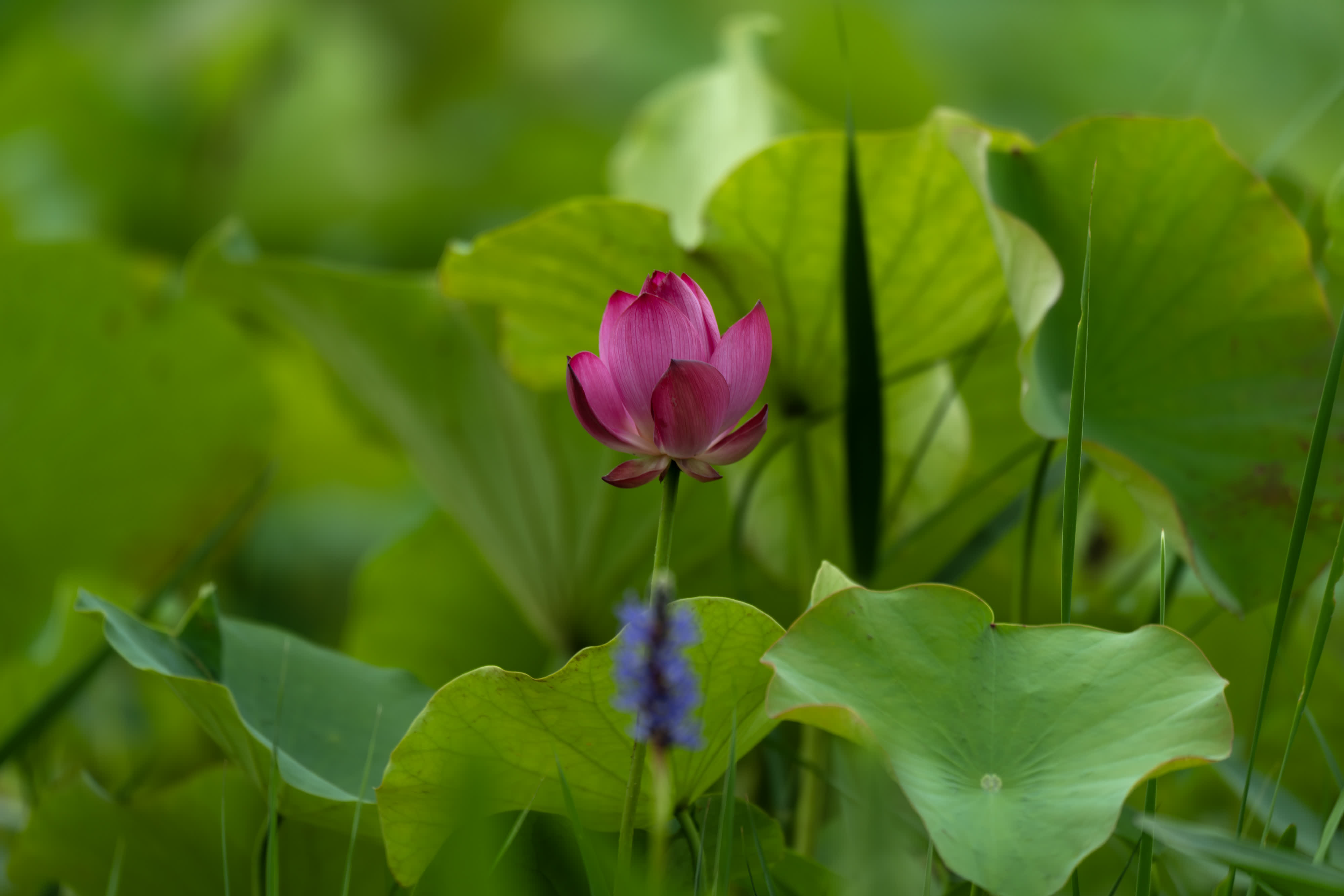 圖片來源：新華社