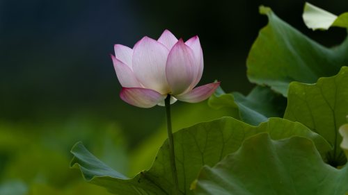 夏日美荷