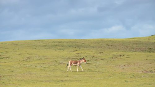 青海創新舉措守護生態底線　三江源將推更多綠色旅遊線路