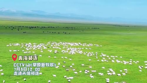 最美的季節　總要去一趟青海祁連大草原