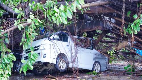 小瀝源村巨樹遭連根拔起壓毀私家車 李世榮：需時一周清理