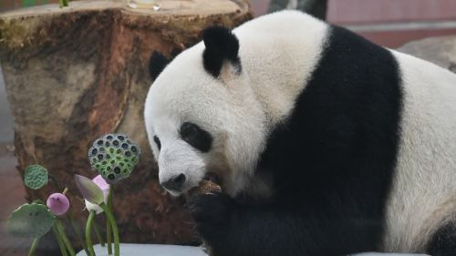 大暑節氣　廣州動物園為動物定製廣式「涼方」