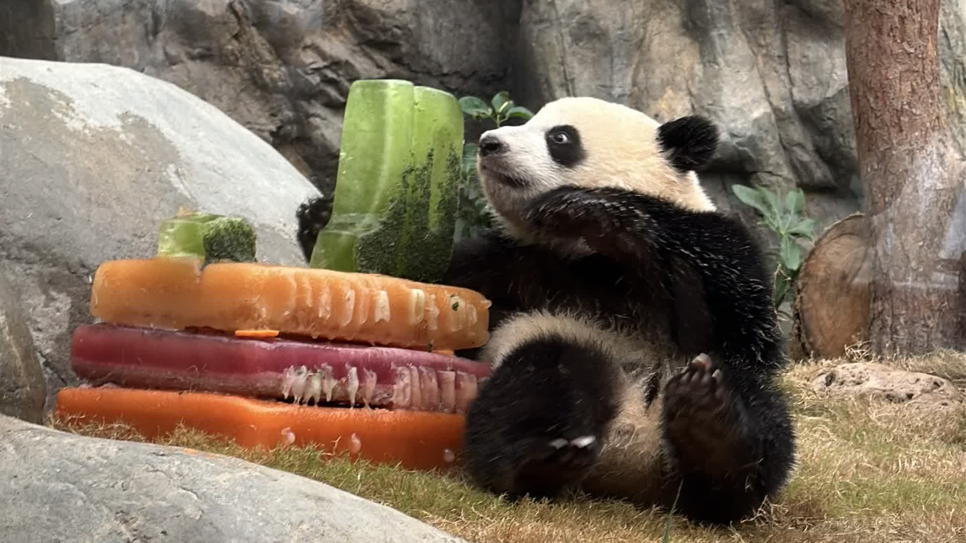 （有片）港產大熊貓龍鳳胎慶生　海洋公園生日派對吸客